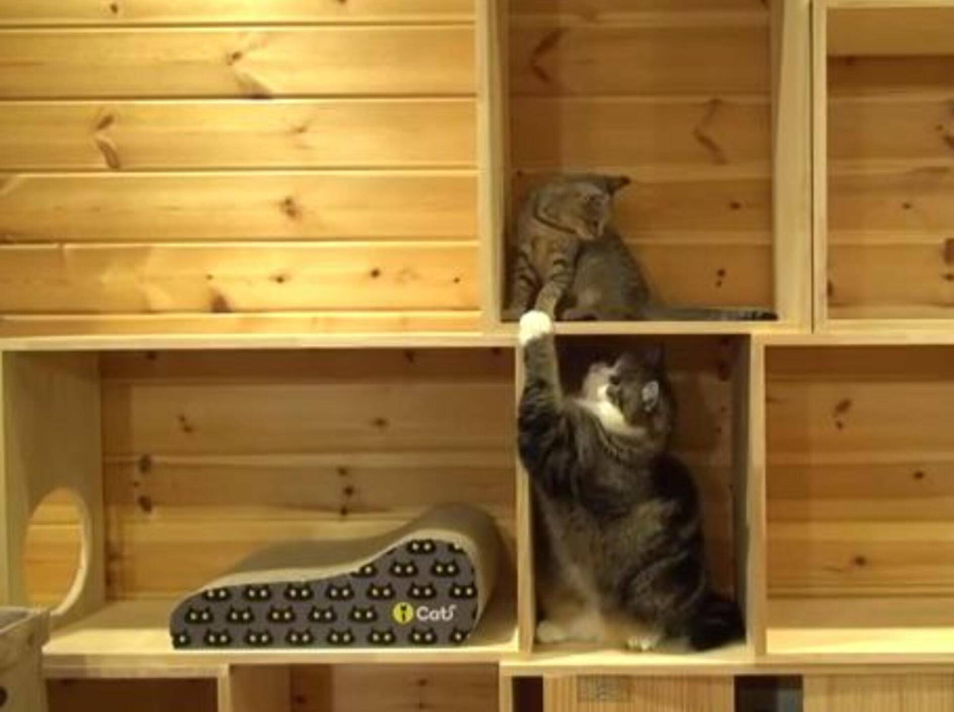 Süße "Maru und Hana"-Compilation – Bild: Youtube / mugumogu