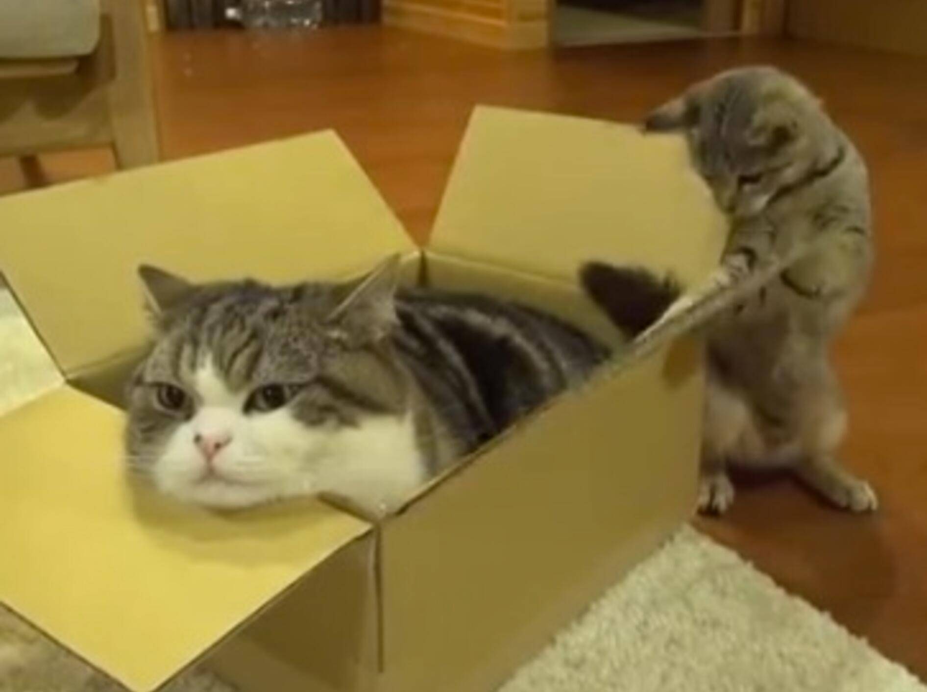 Kartonheld Maru lernt zu teilen – Bild: Youtube / mugumogu