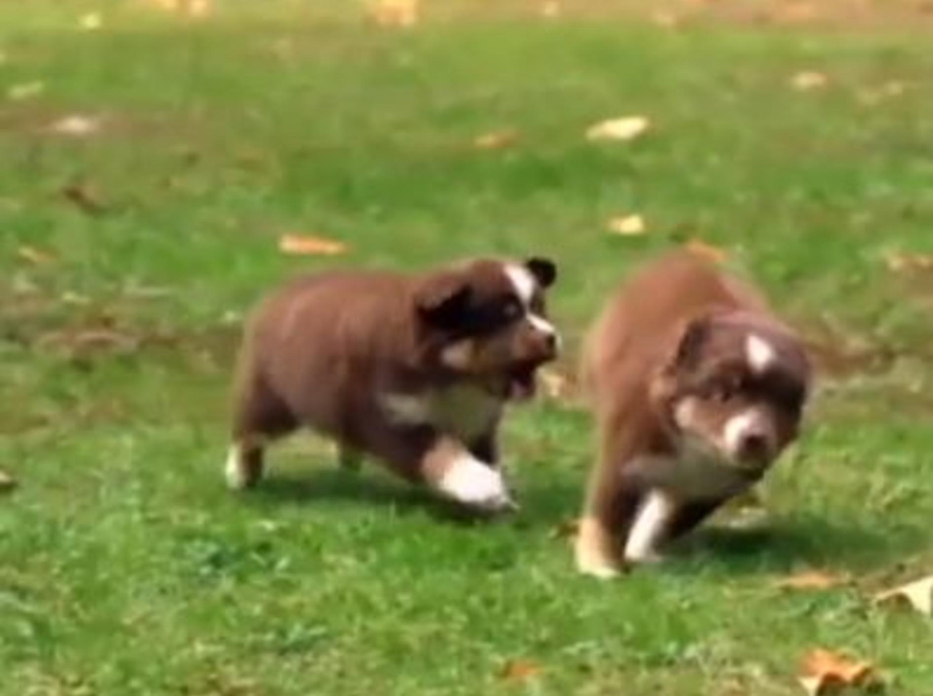 Mini Australian Sheperds bei ihrer ersten Mission – Bild: Youtube / Animal Planet