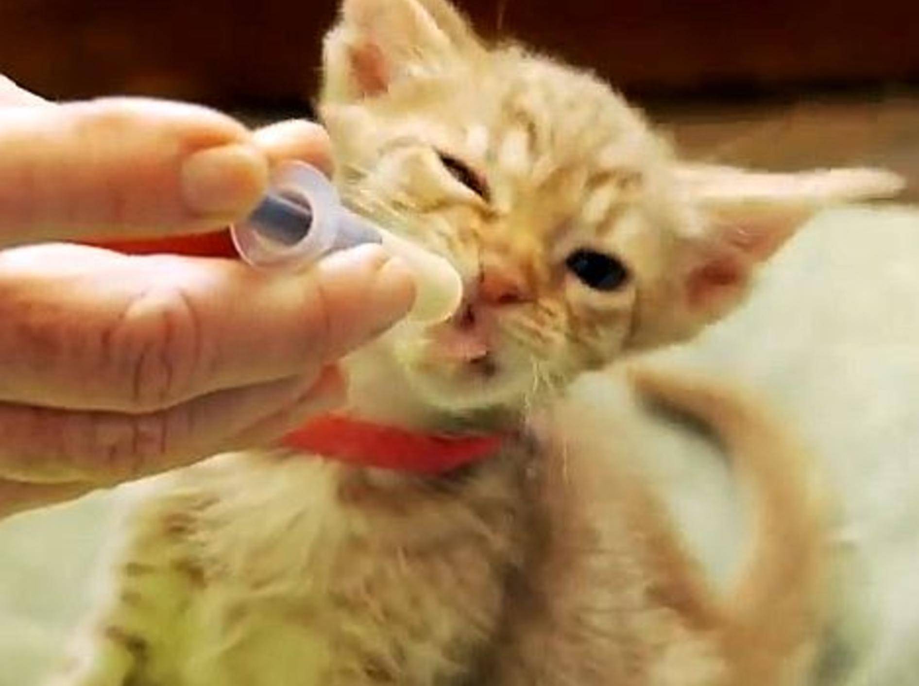 Baby-Ocicats: Samtig, schön und supersüß – Bild: Youtube / The Pet Collective