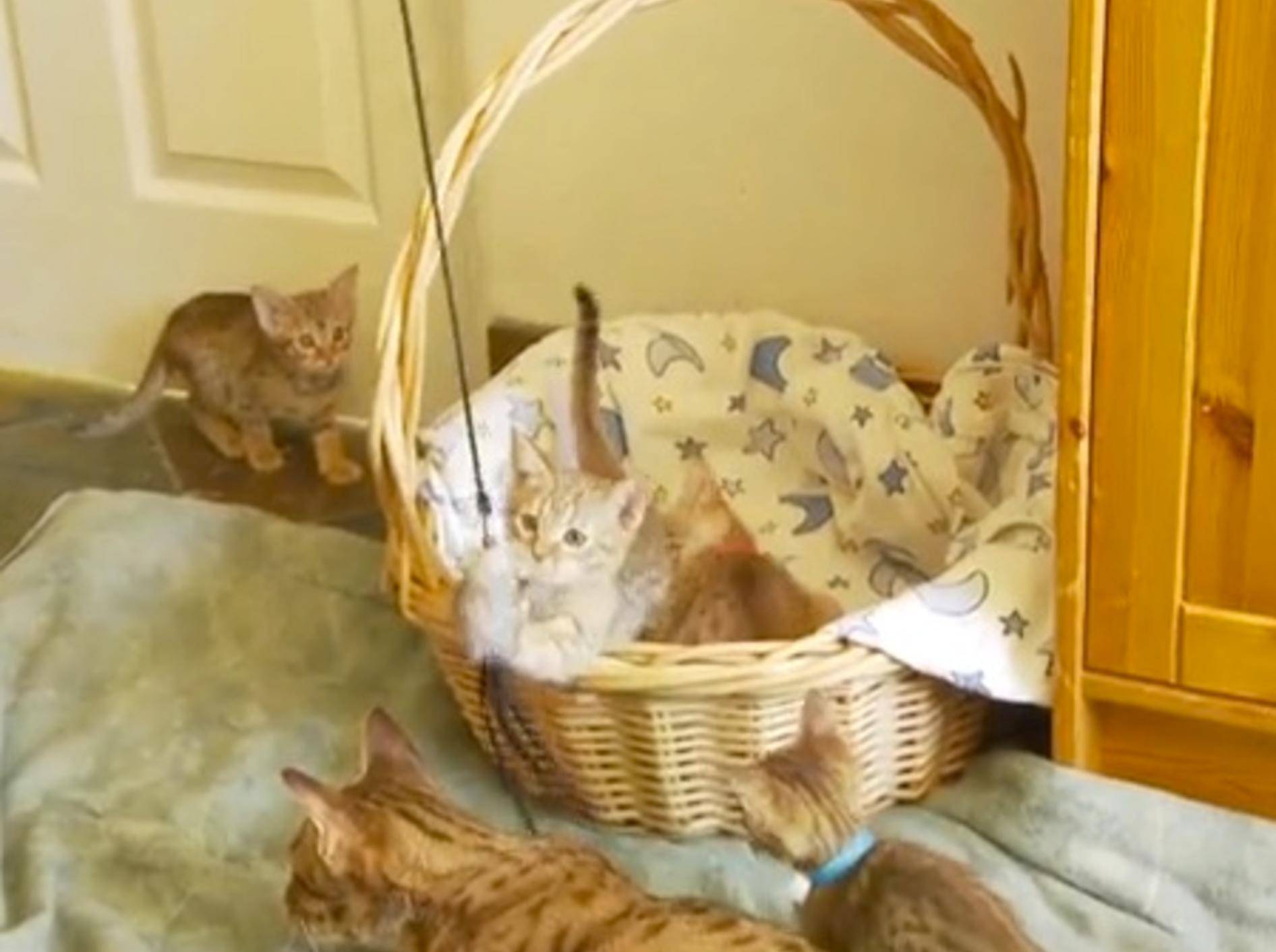 Ocicat Katzenbabys lieben ihr neues Spielzeug – Bild: Youtube / The Pet Collective