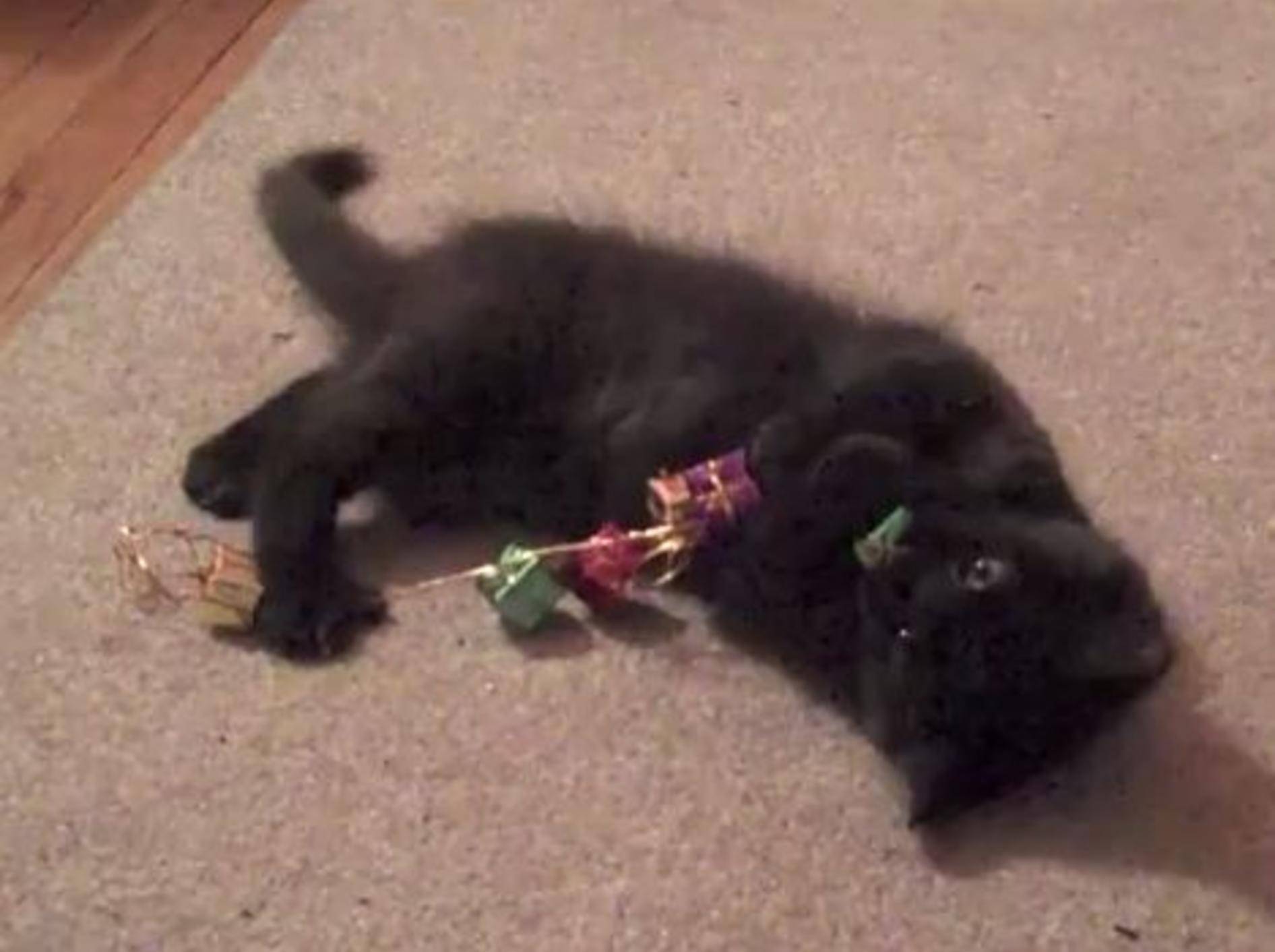 Was Katze Shorty an Weihnachten am besten gefällt – Bild: Youtube / Sho Ko