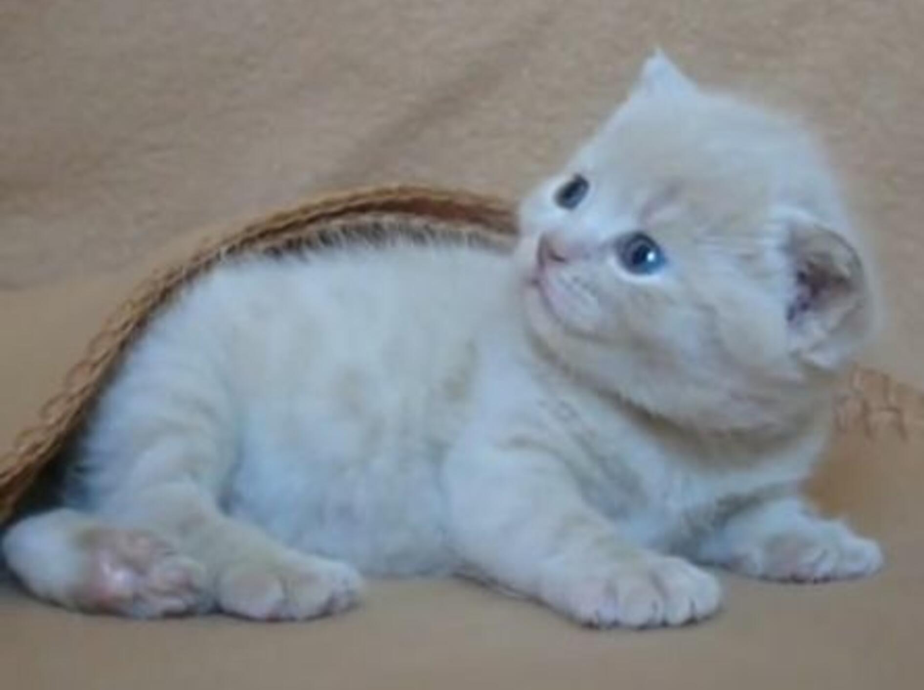 Kätzchen Joe stellt sich vor –Bild: Youtube / Sabine Rath