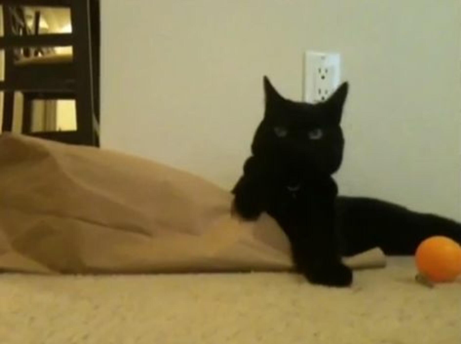 Kleine Katzenüberraschung in der Tüte – Bild: Youtube / Petsami