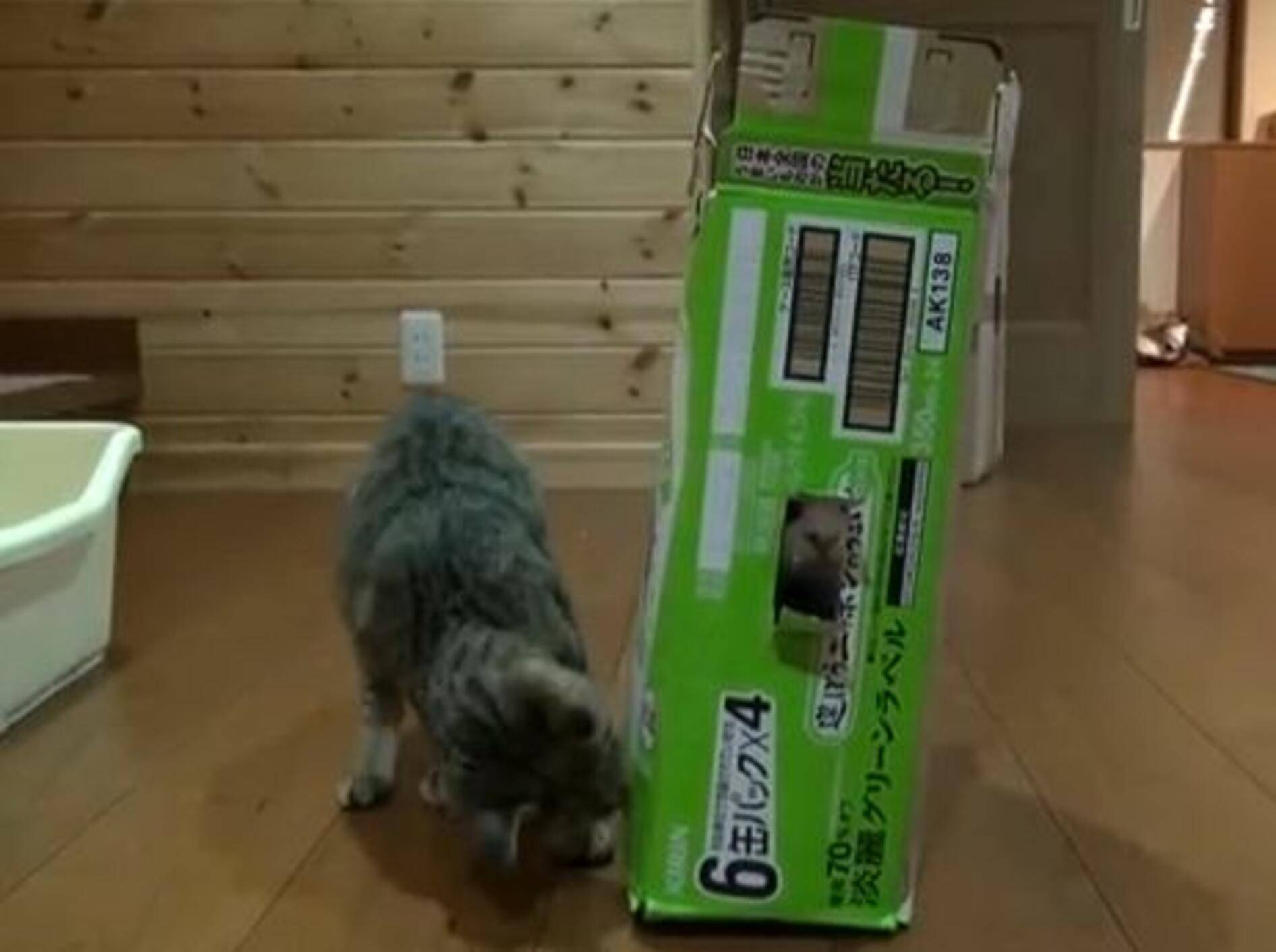 Katze Hana beim Spielen: "Wo ist Maru?" – Bild: Youtube / mugumogu