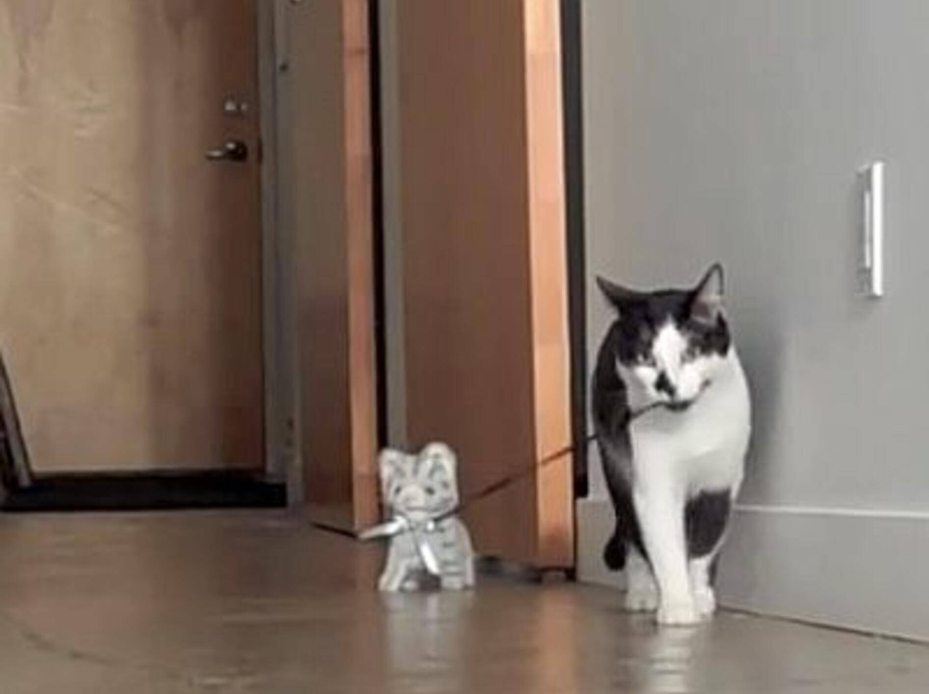 Kodi führt sein Kuschelkätzchen spazieren – Bild: Youtube / Sho Ko