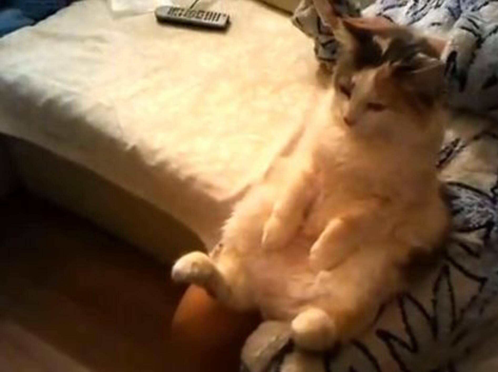 Die Katze und der Alien-Film – Bild: Youtube / ignoramusky