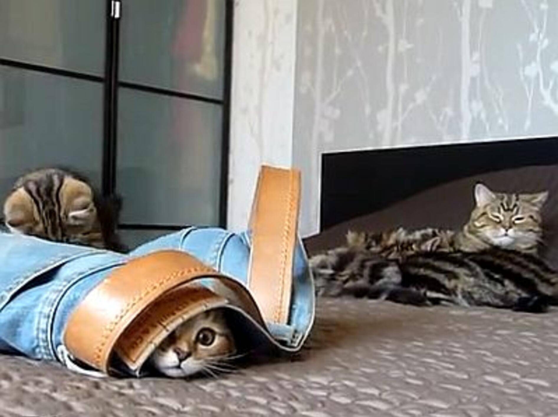 Kleine Tigerkatzen spielen mit Jeans – Bild: Youtube / Funnycatsandnicefish