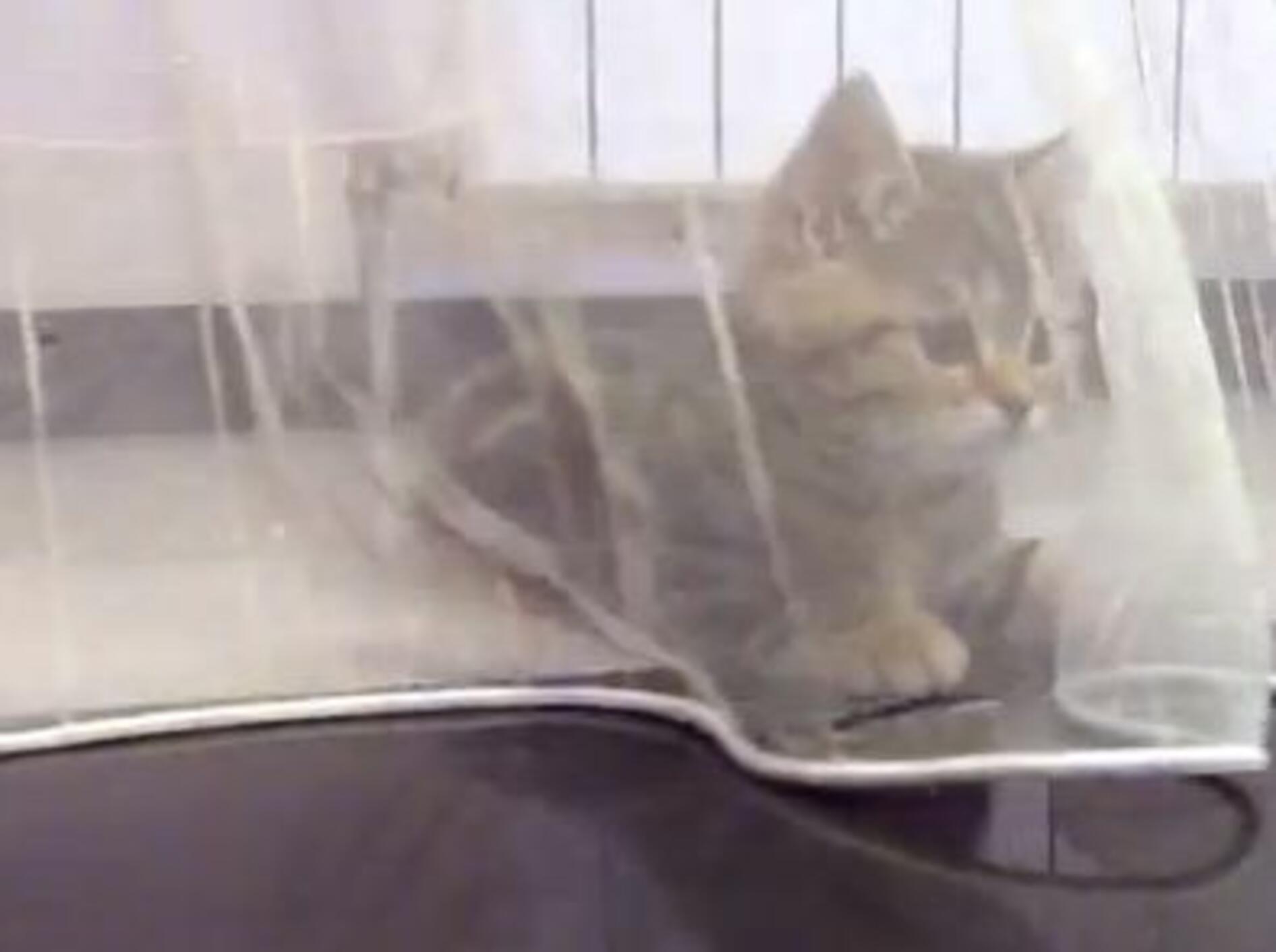 Katzenbaby Pikachu und der Vorhang – Bild: Youtube / Funnycatsandnicefish