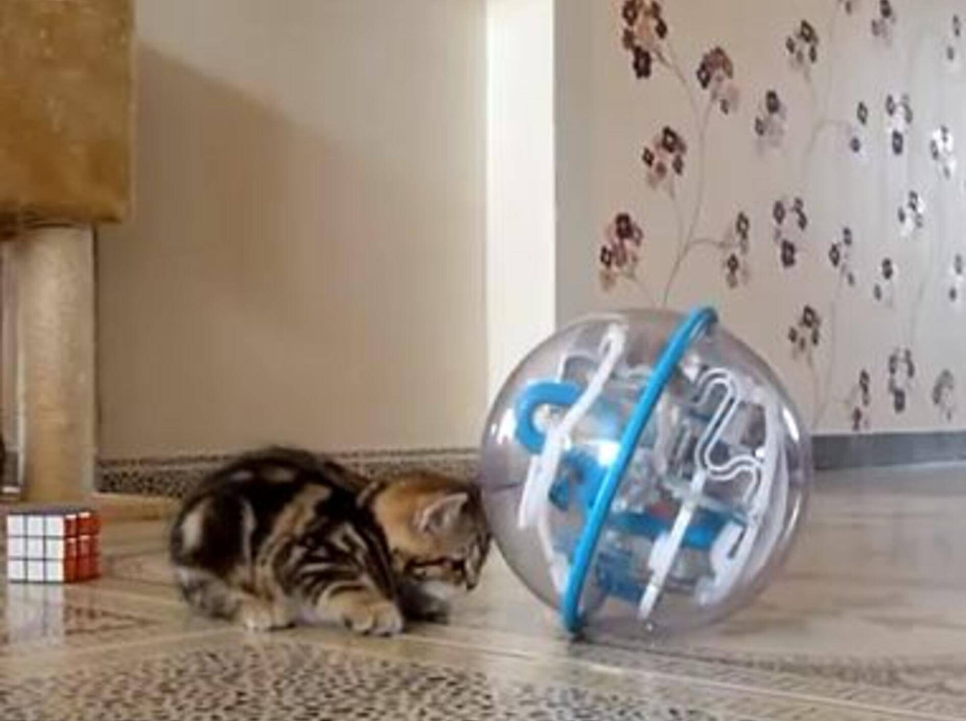 Zwei Babykatzen spielen Sherlock Holmes – Bild: Youtube / Funnycatsandnicefish