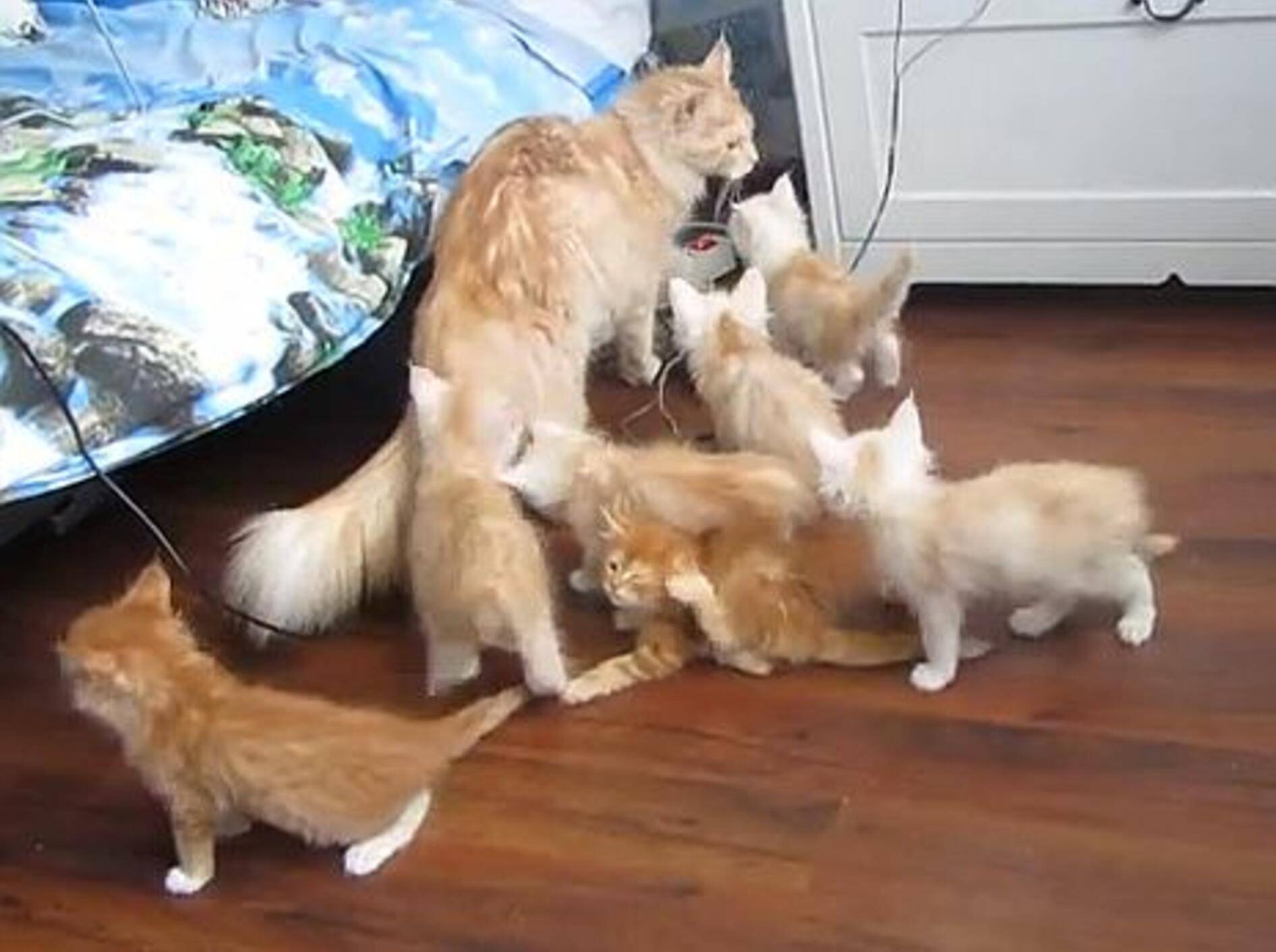 Katzenbaby-Bande flitzt mit Blitzgeschwindigkeit – Bild: Youtube / Ирина Чернокозова