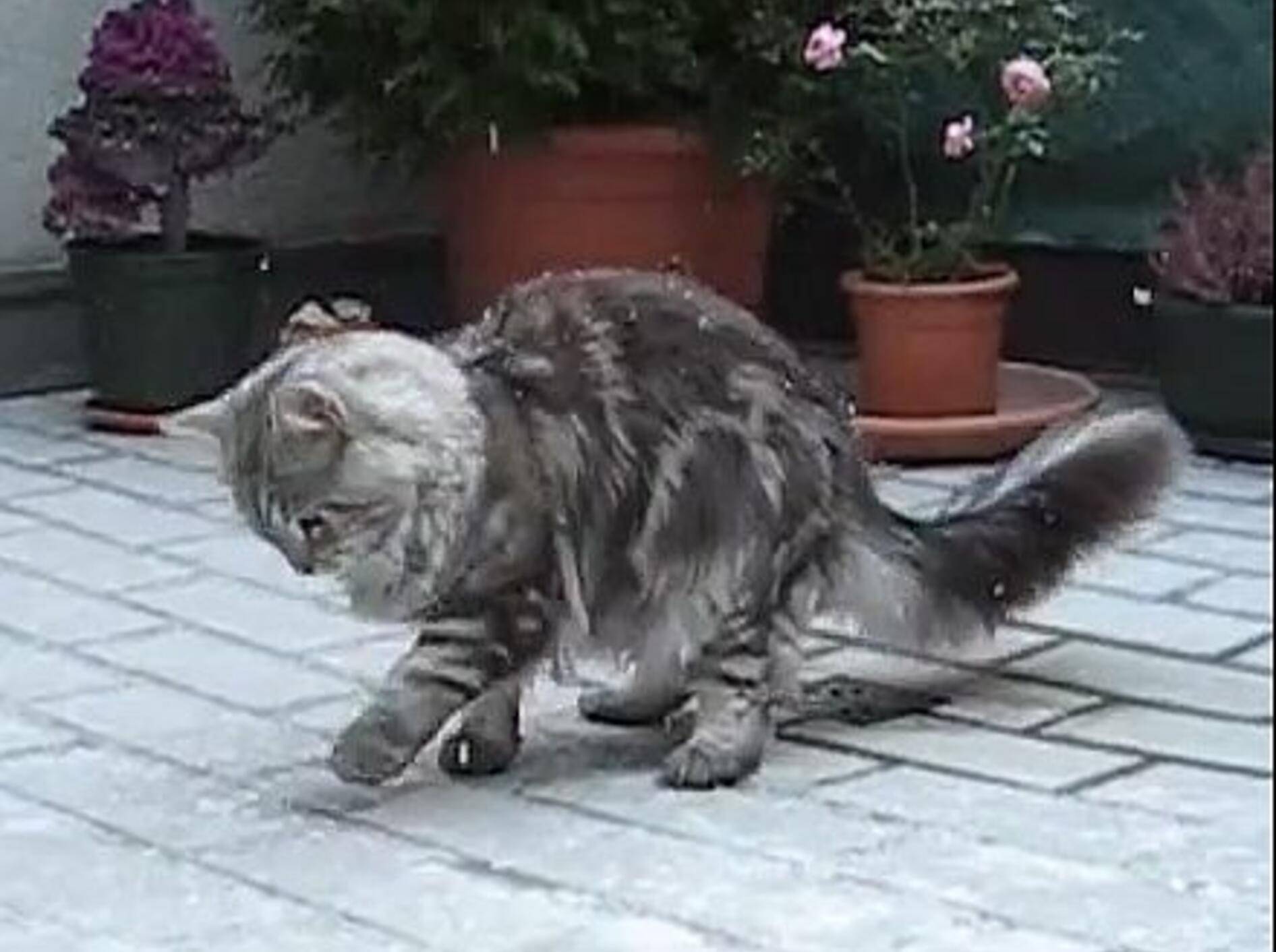 Maine Coon Katze hat ihr erstes Schnee-Erlebnis – Bild: Youtube / maxliebtpudding
