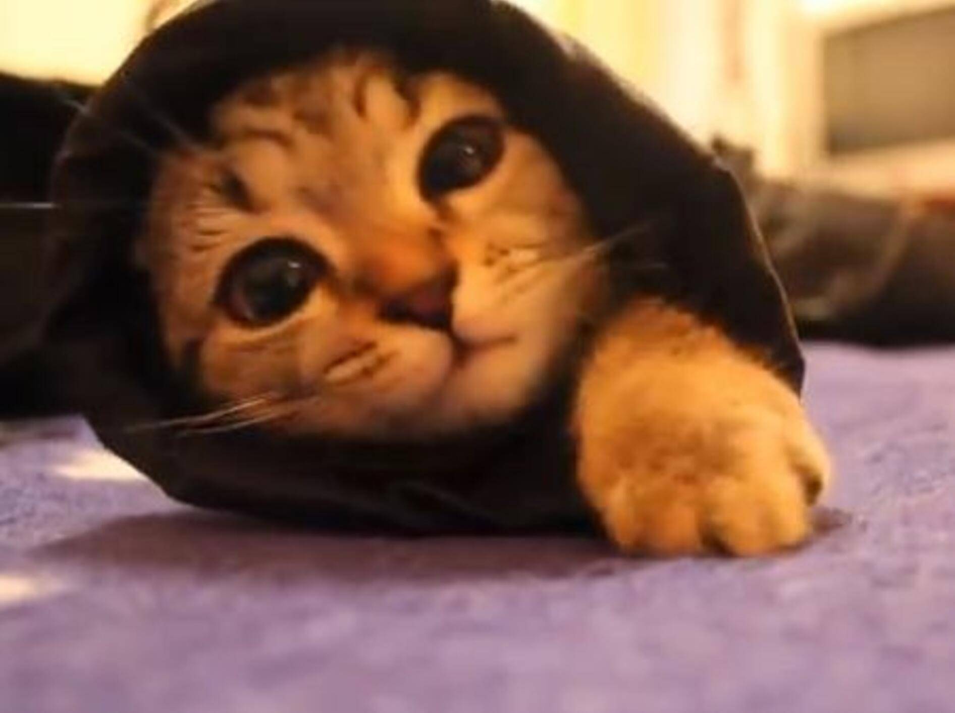 Jackenärmel-Spielspaß mit einem Scottish-Fold-Kätzchen – Bild: Youtube / SkyNewsBBCnews