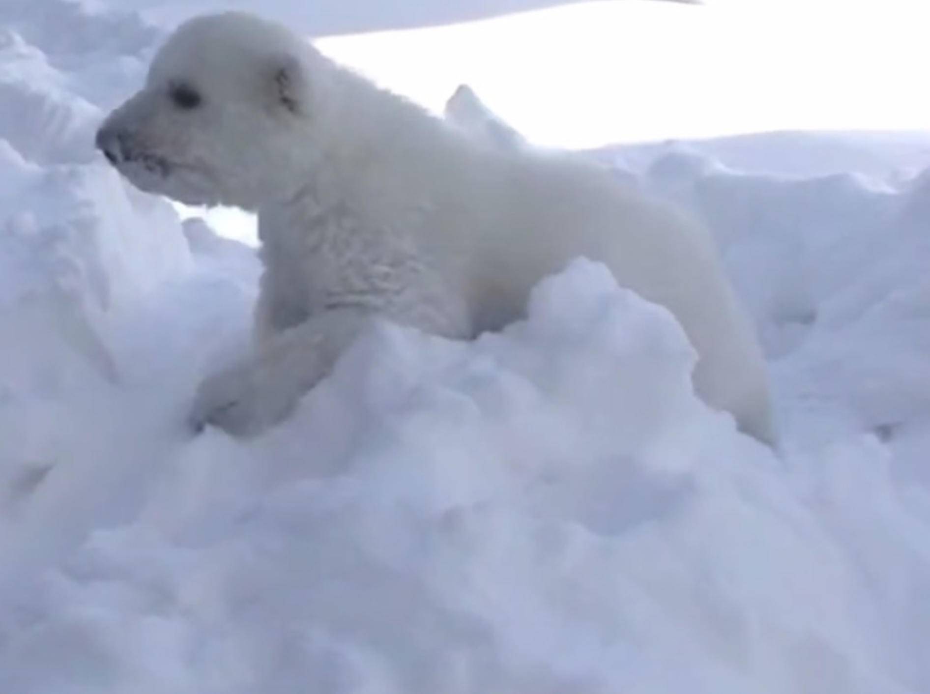 Süßes Eisbärenbaby tobt zum ersten Mal im Schnee – Bild: Youtube / Toronto Zoo