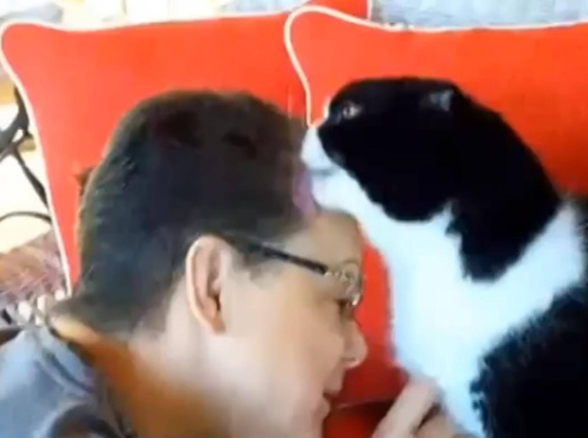 Goldig: Samtpfoten putzen "ihre Menschen"