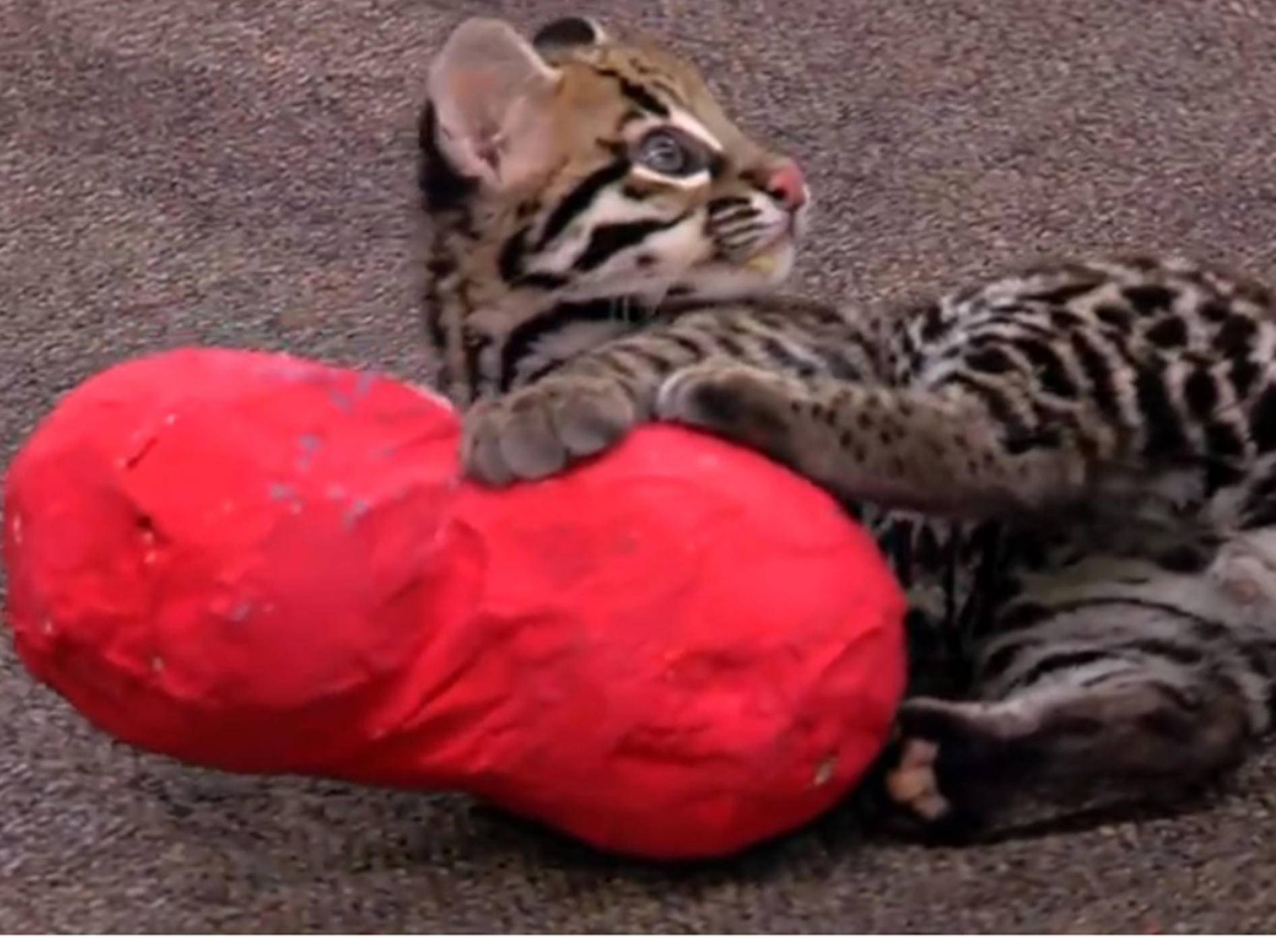 Süßes Ozelot-Kätzchen spielt mit Valentinsherz – Bild: Youtube / The Cincinnati Zoo & Botanical Garden