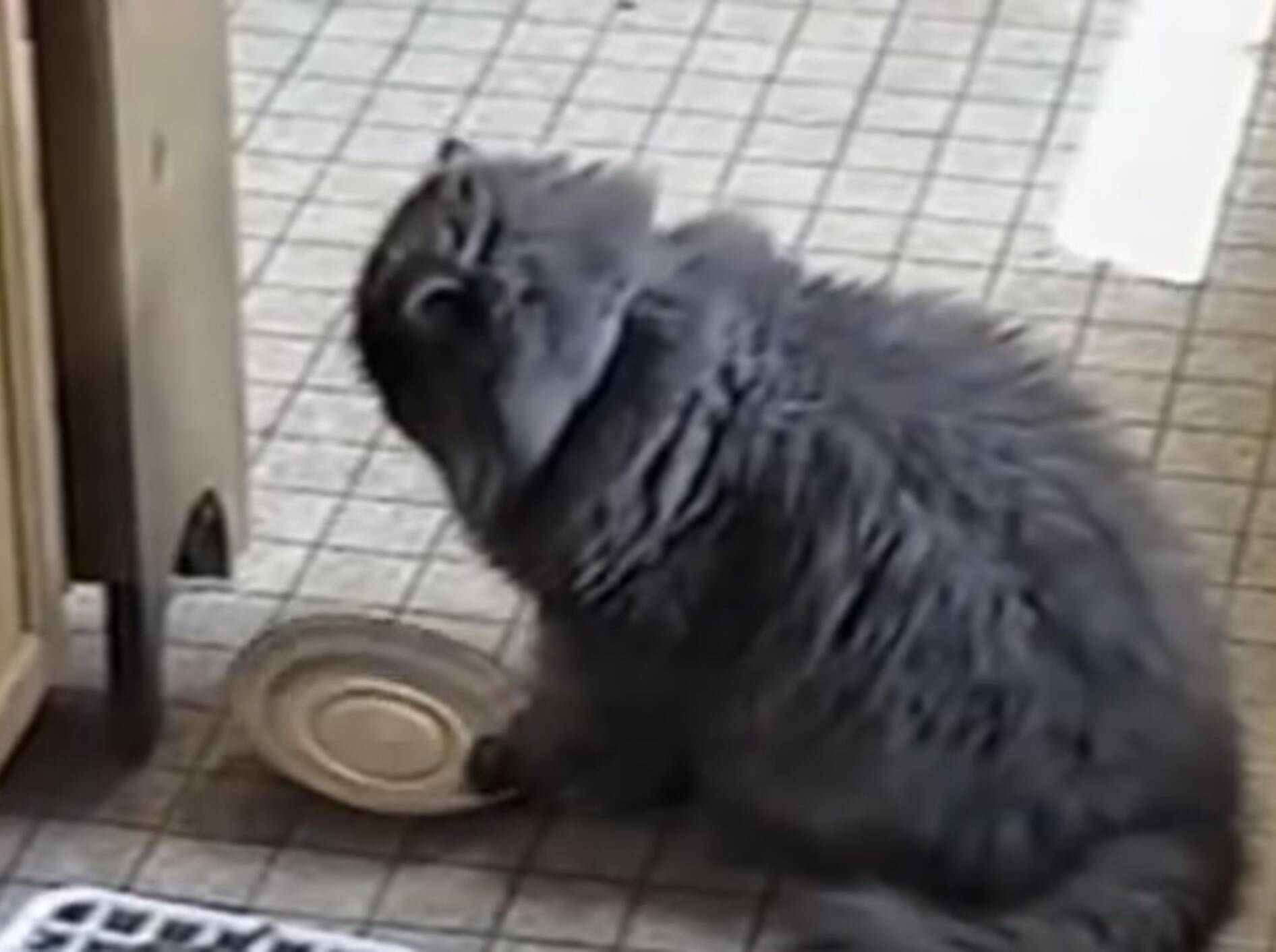 Flauschige Perserkatze hat Hunger – Bild: Youtube / PetTubedotcom