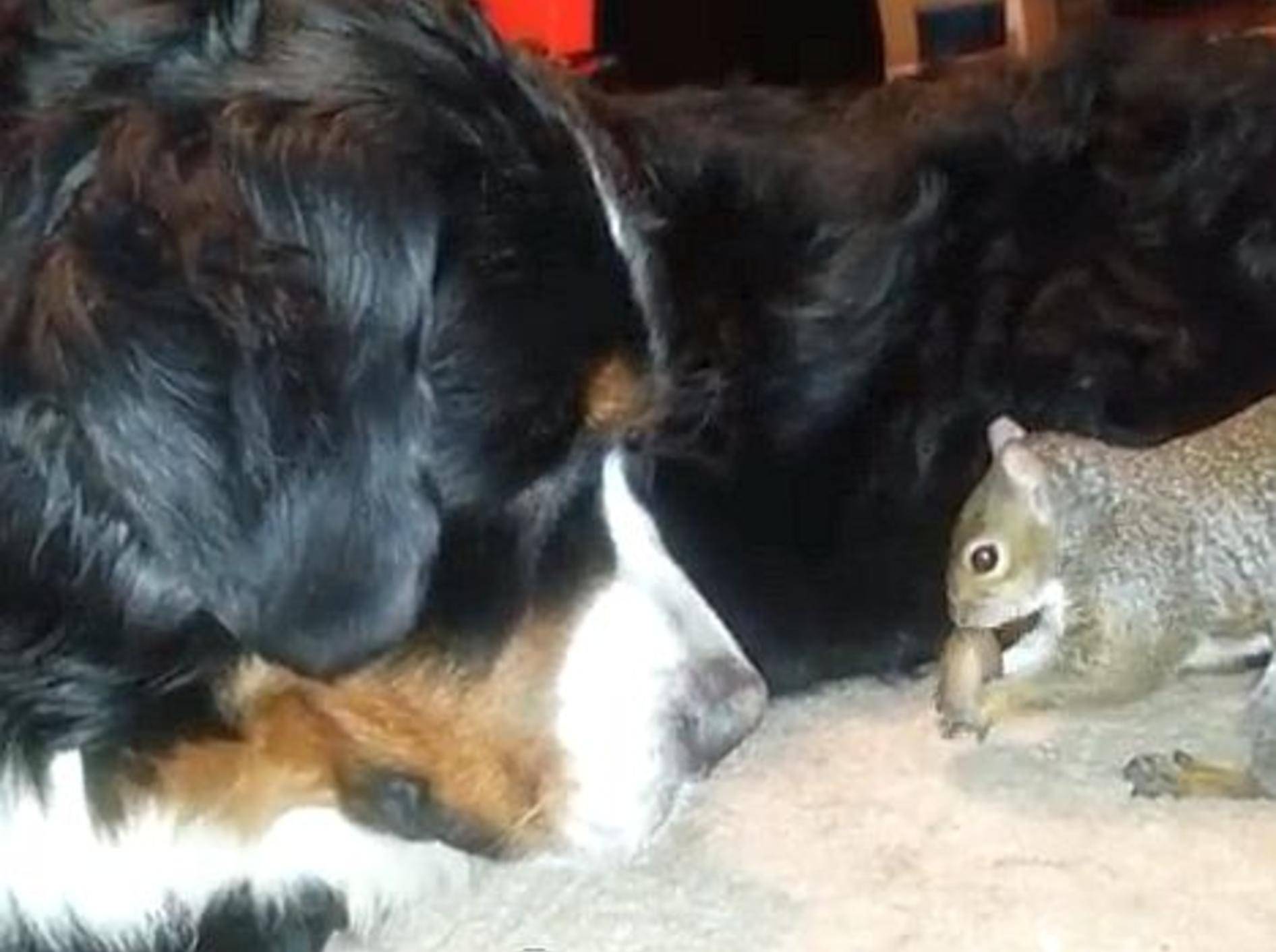 Eichhörnchen präsentiert: Das perfekte Nuss-Versteck! – Bild: Youtube / Shannon Apple