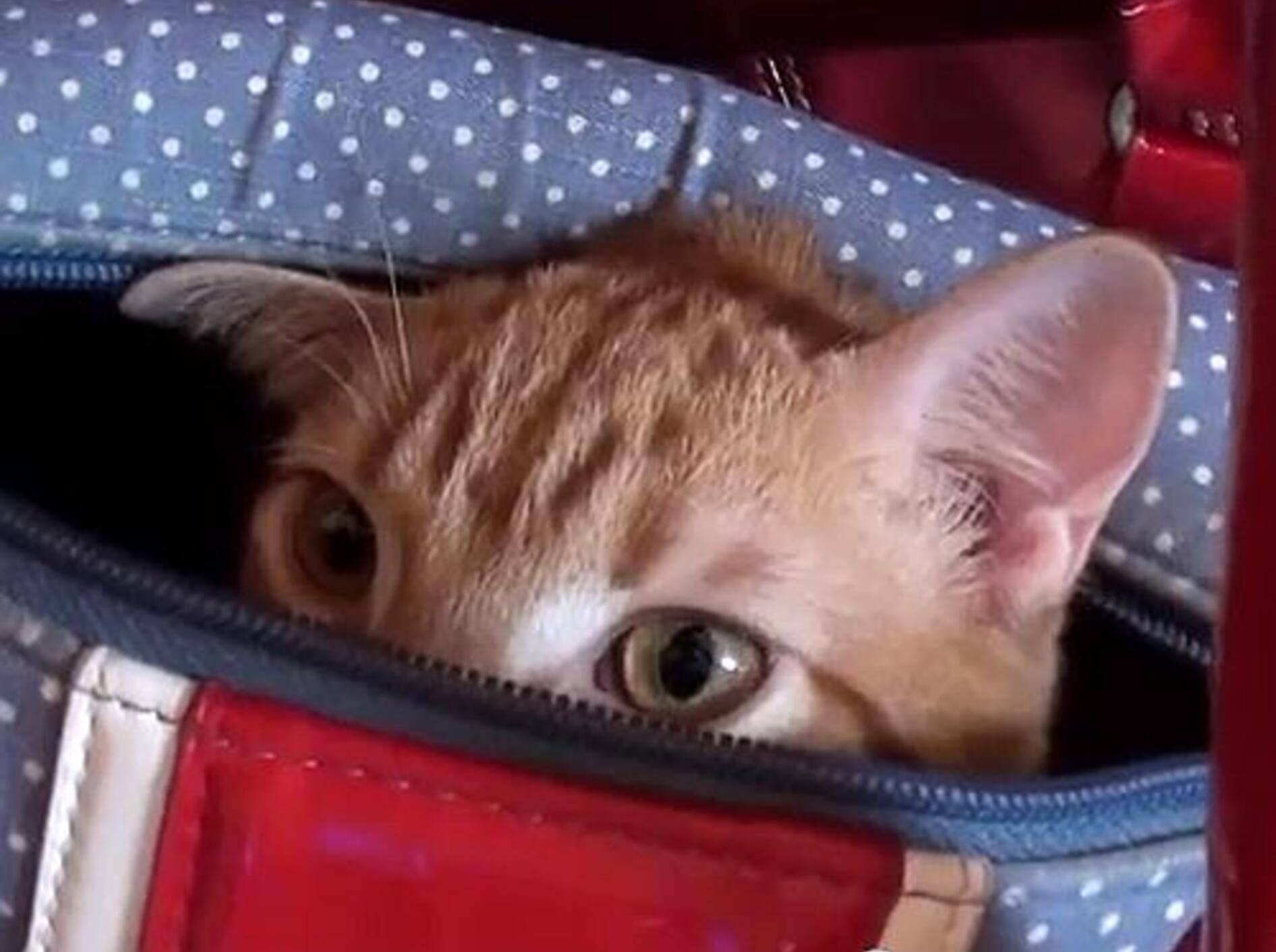 So süß: Marmalade zeigt seinen neuen Lieblingsplatz! – Bild: Youtube / Cole theBlackCat