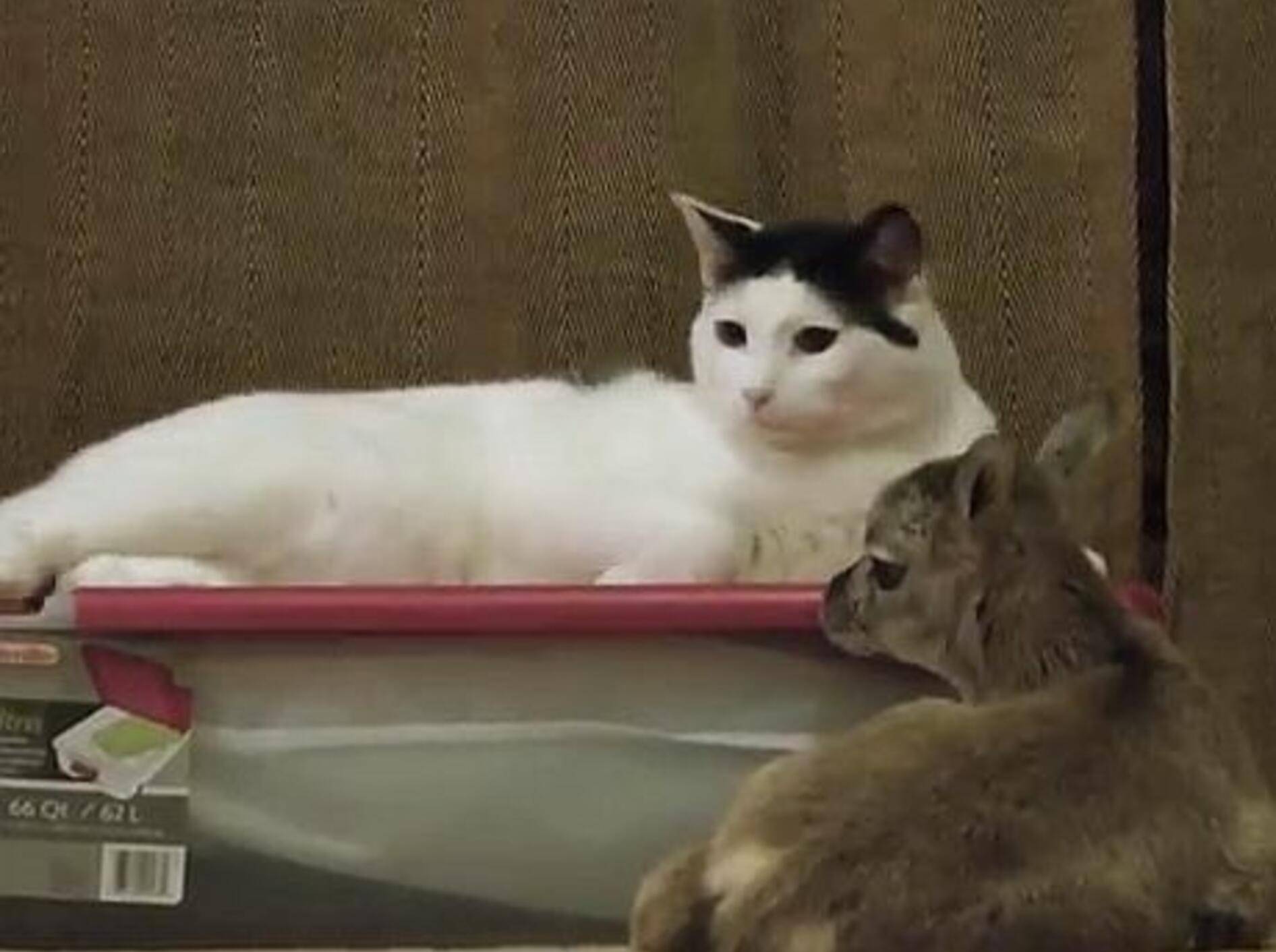 Kater Pancake adoptiert ein Lämmchen – Bild: Youtube / camelsandfriends