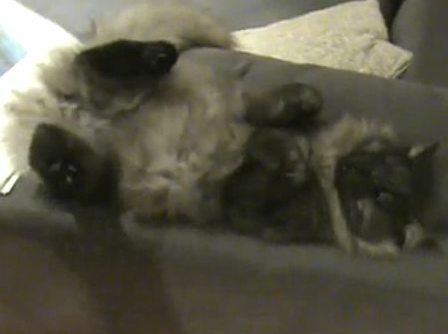 Flauschiger Kater ist in Freitagslaune – Bild: Youtube / Luke Westgaard