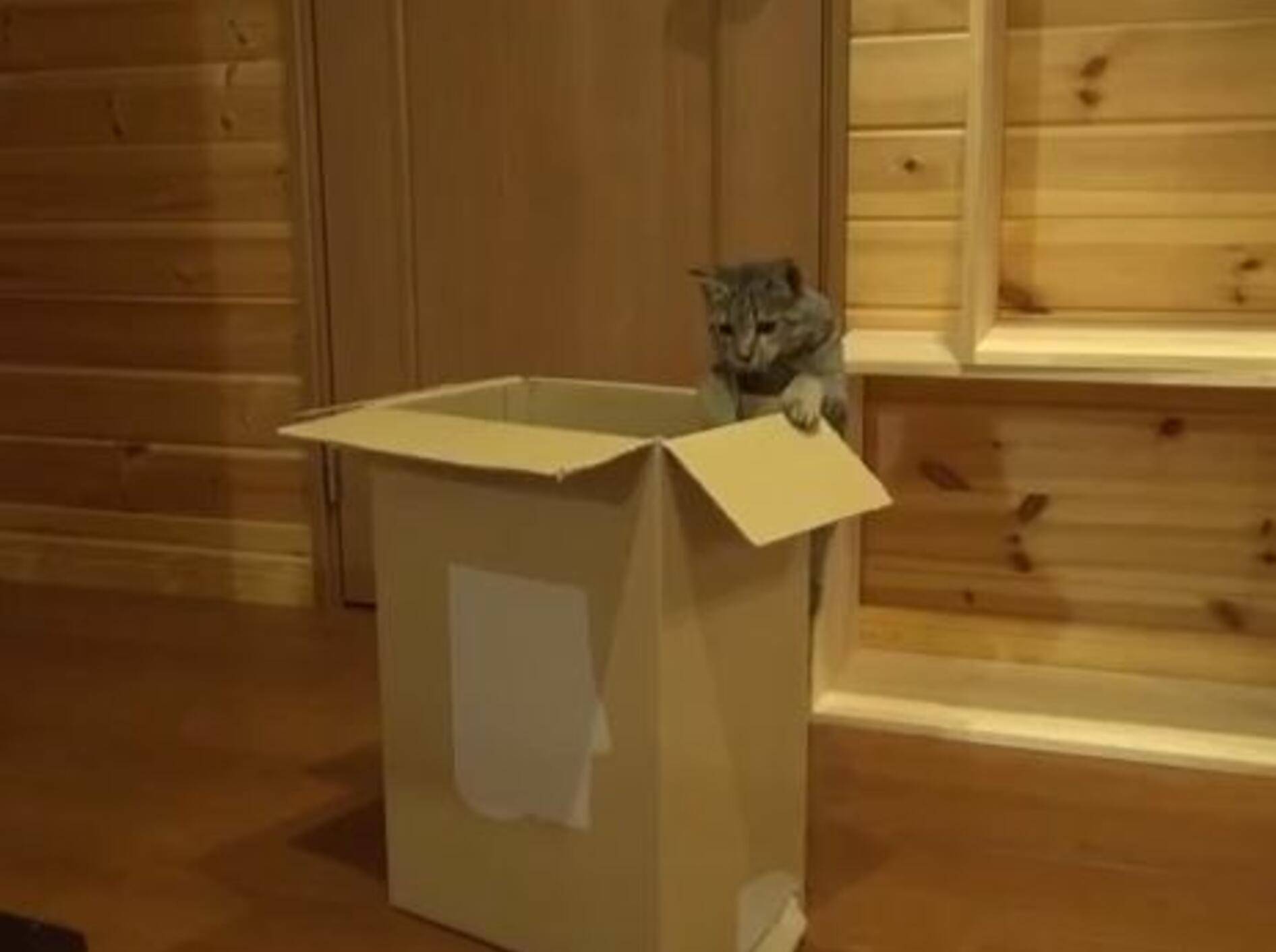 Kätzchen Hana will zu Maru in den Karton – Bild: Youtube / mugumogu