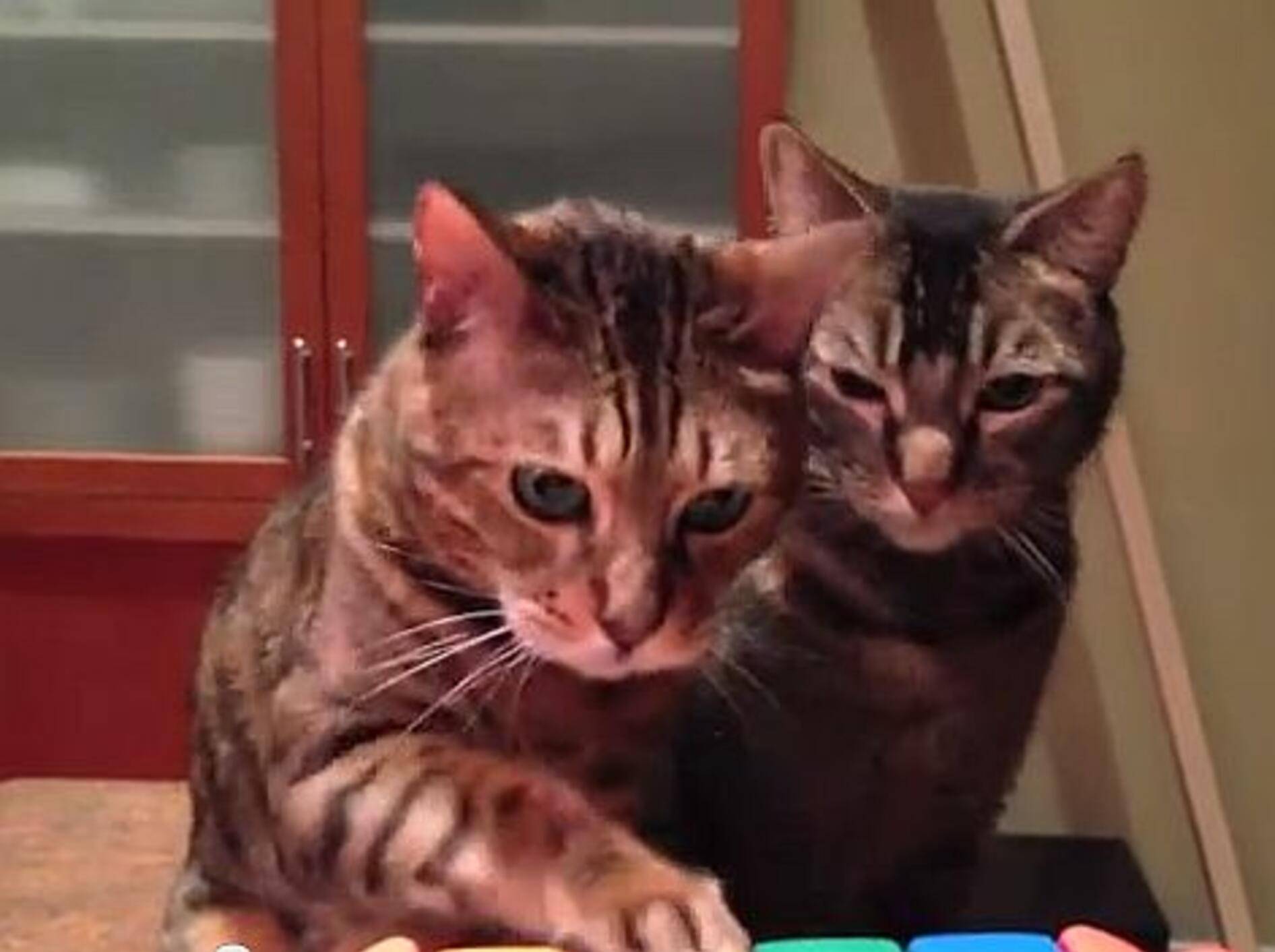 Süßes Klavierduett auf Katzenart – Bild: Youtube / Weekly Whiskers