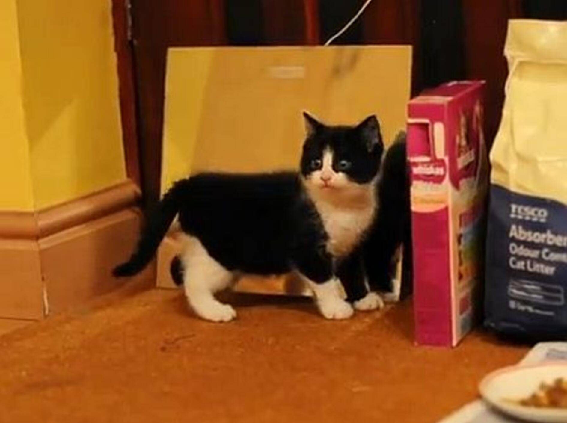 Die klitzekleine Holly trifft ihre Doppelgängerin – Bild: Youtube / Dave Treadwell