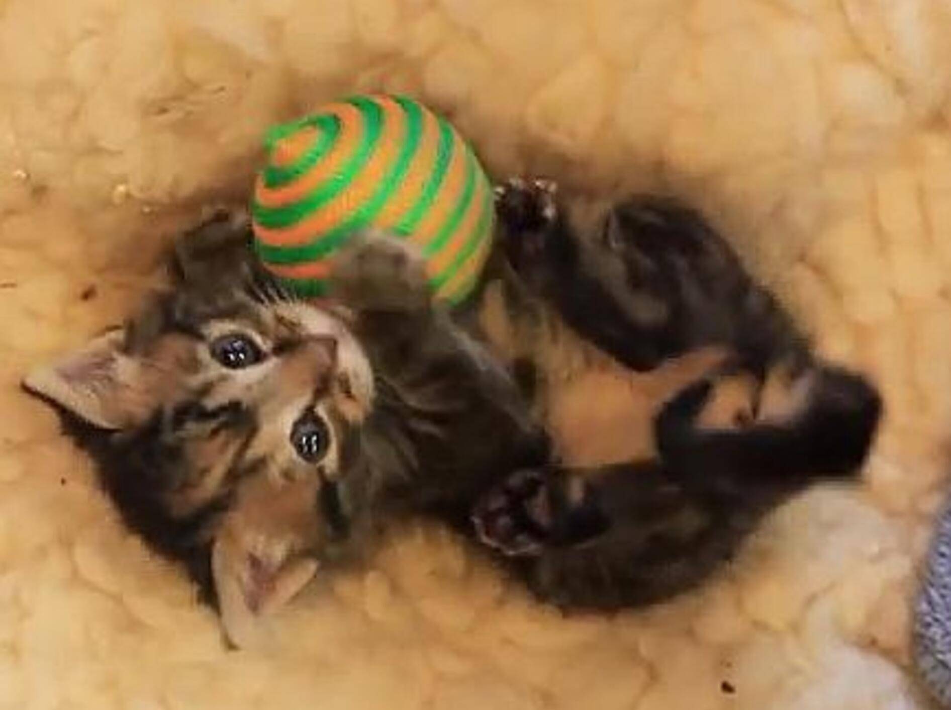 Tigerkätzchen hat ganz viel neues Spielzeug – Bild: Youtube / edgarsmission