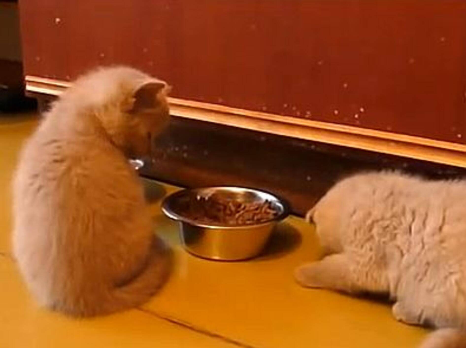 Höfliches Babykätzchen möchte nicht teilen