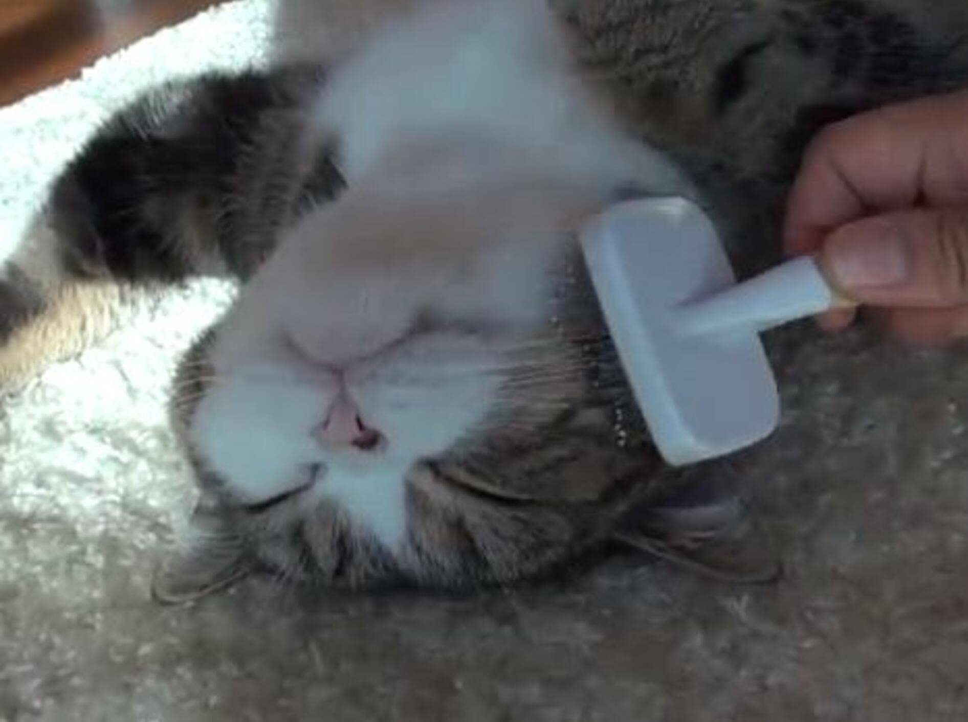 Youtube-Star Maru wird gebürstet – Bild: Youtube / mugumogu