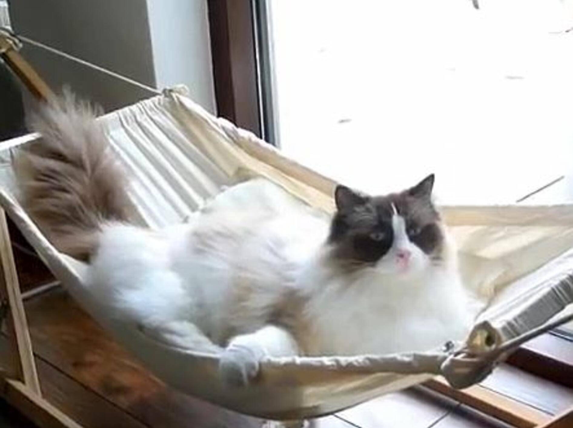 Ragdoll-Kater zeigt seine neue Hängematte – Bild: Youtube / Xiedubbel