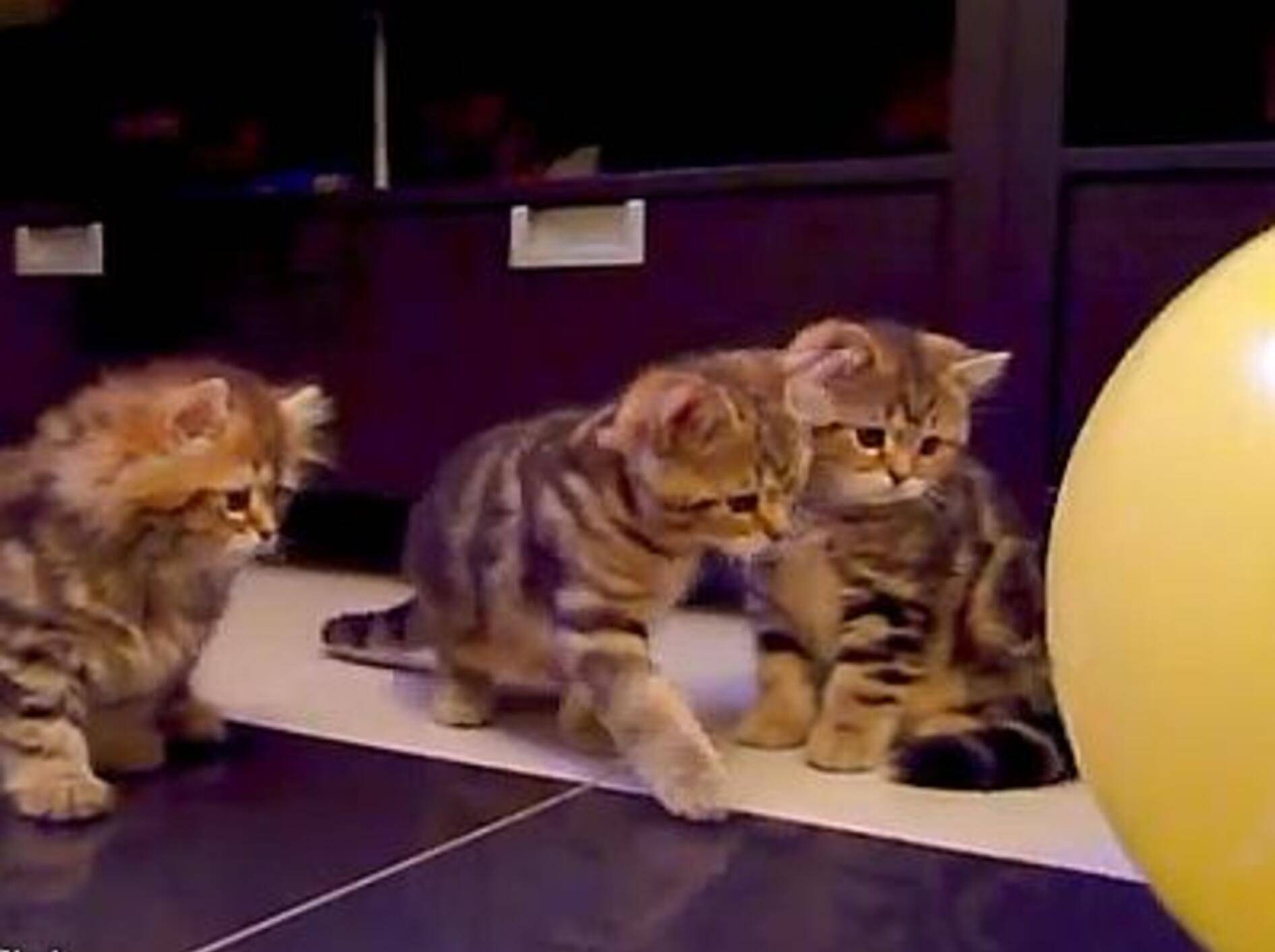 So zerplatzt man einen Luftballon auf Katzenbaby-Art – Bild: Youtube / Funnycatsandnicefish