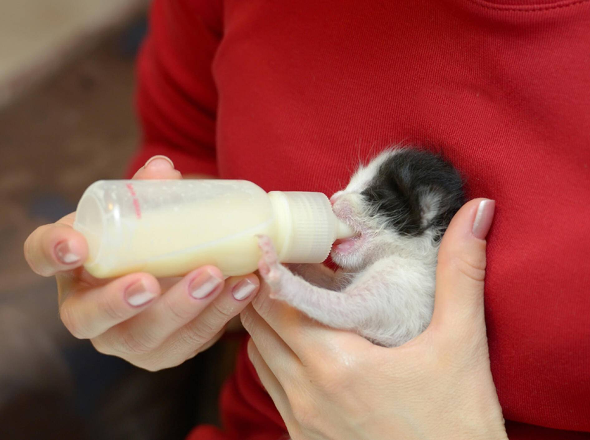 Da hat aber jemand Hunger... – Bild: Shutterstock / Mircea BEZERGHEANU