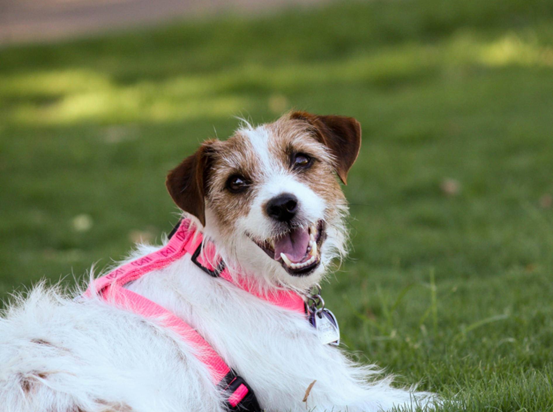 Vier Hundegeschirre für Ihren aktiven Vierbeiner – Bild: Shutterstock / Terry Watt