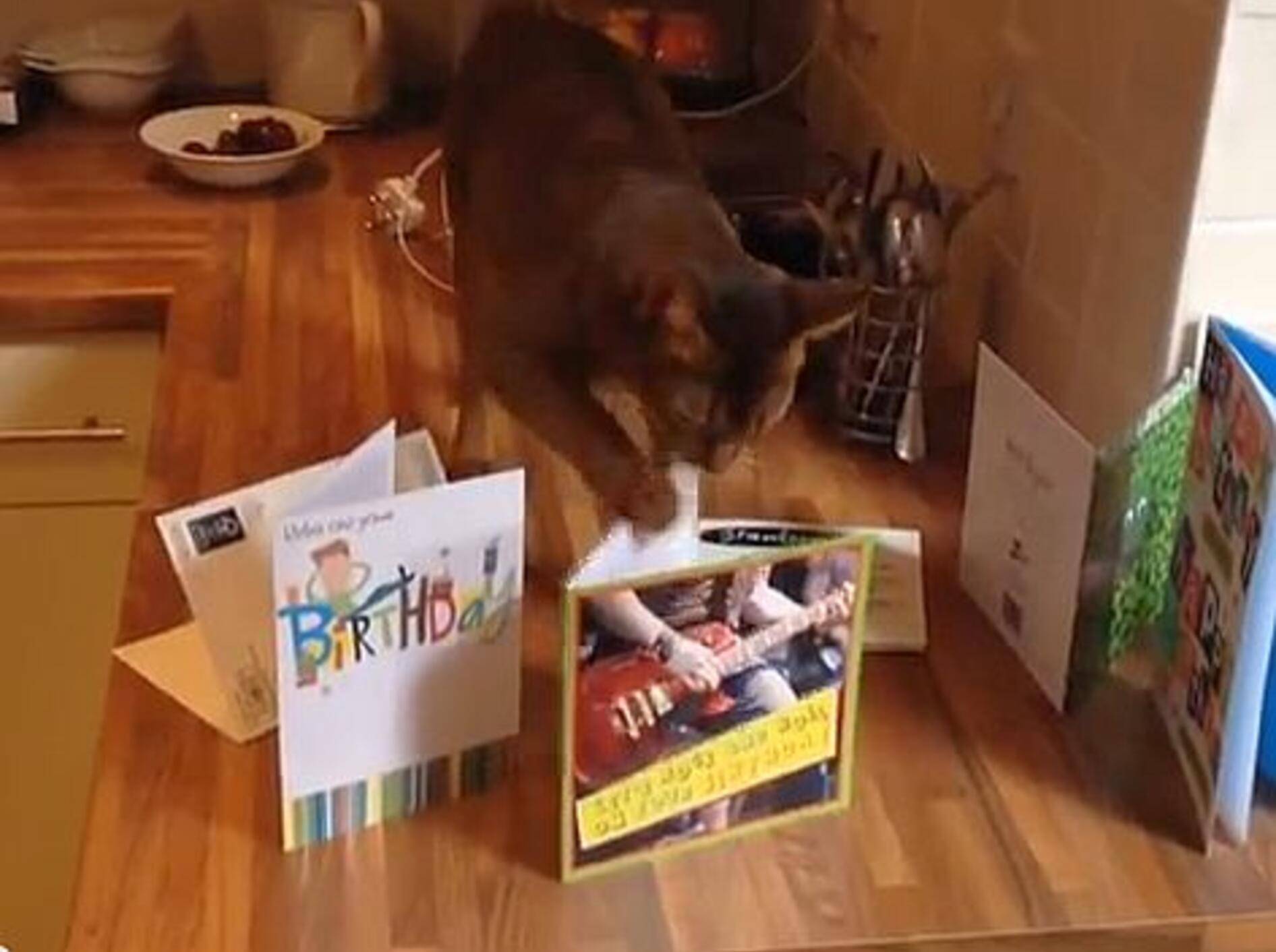 Vor dieser Katze ist keine Geburtstagskarte sicher – Bild: Youtube / Lewis Tollan