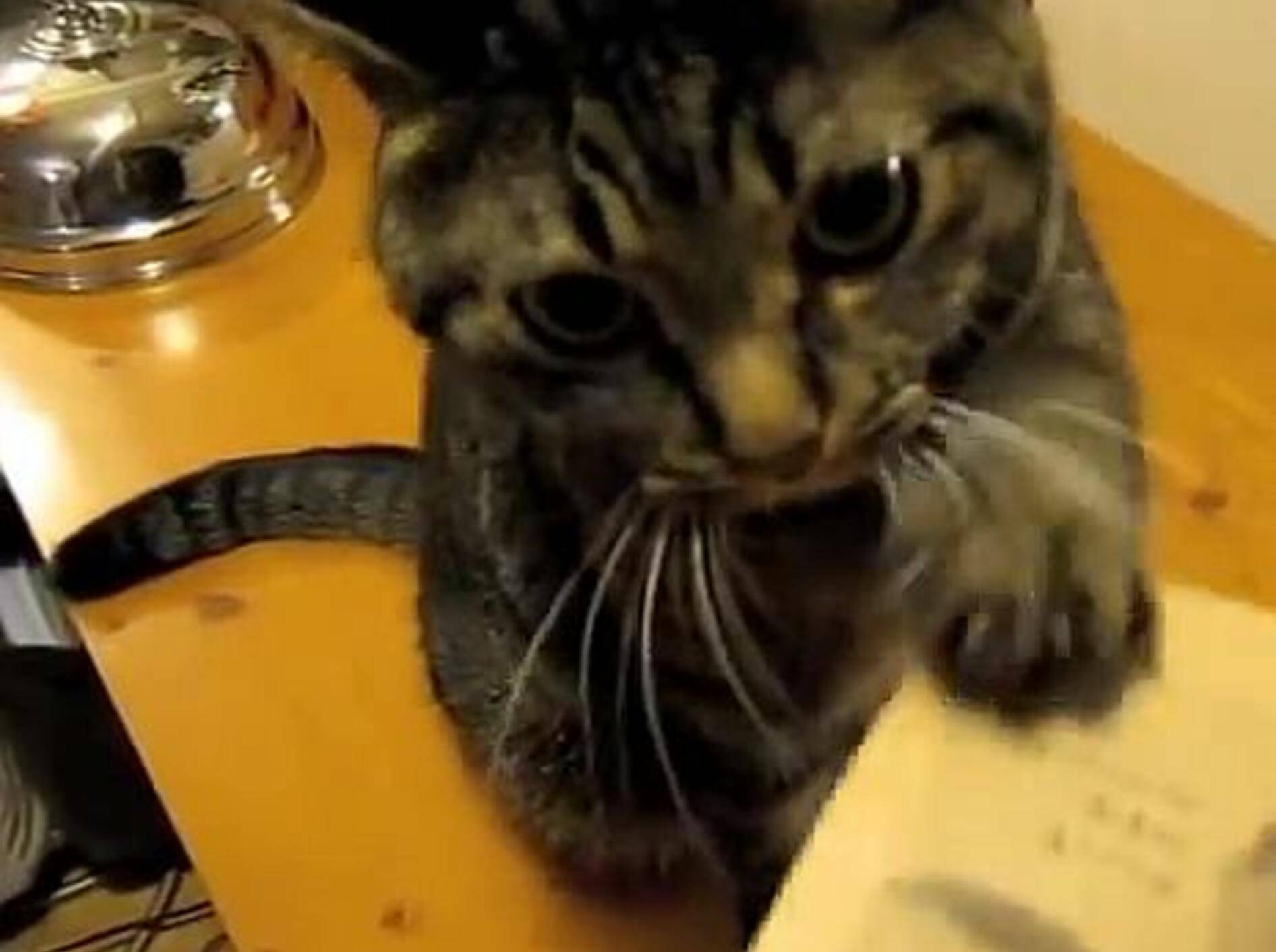 Flauschiger Papierfan zeigt sein lustiges Hobby – Bild: Youtube / tamaonyada