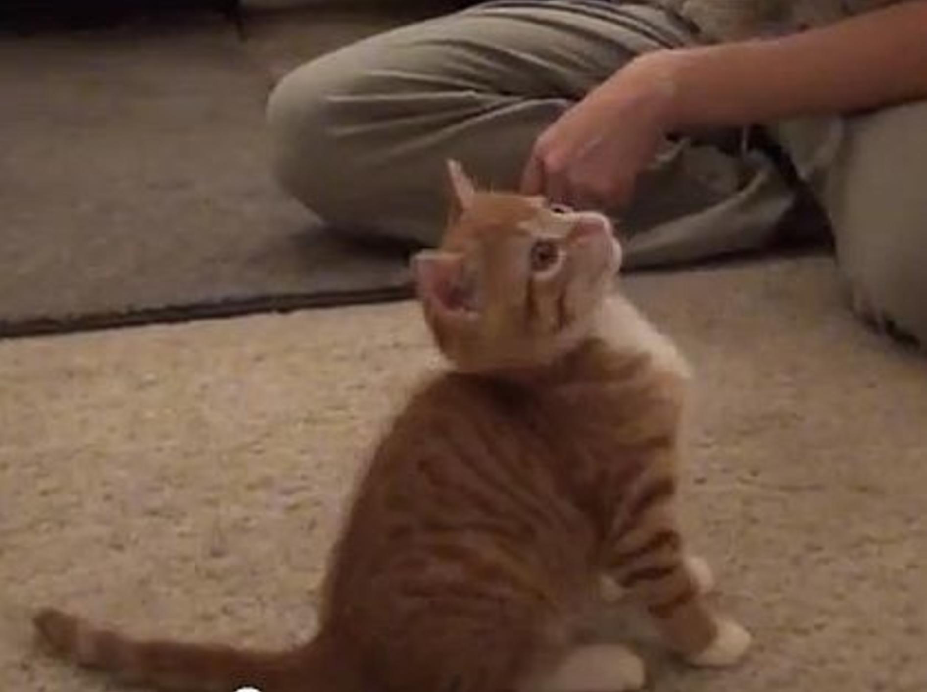 Kleiner Kater Marmalade: "Ich liebe spielen!!!" – Bild: Youtube / Cole theBlackCat