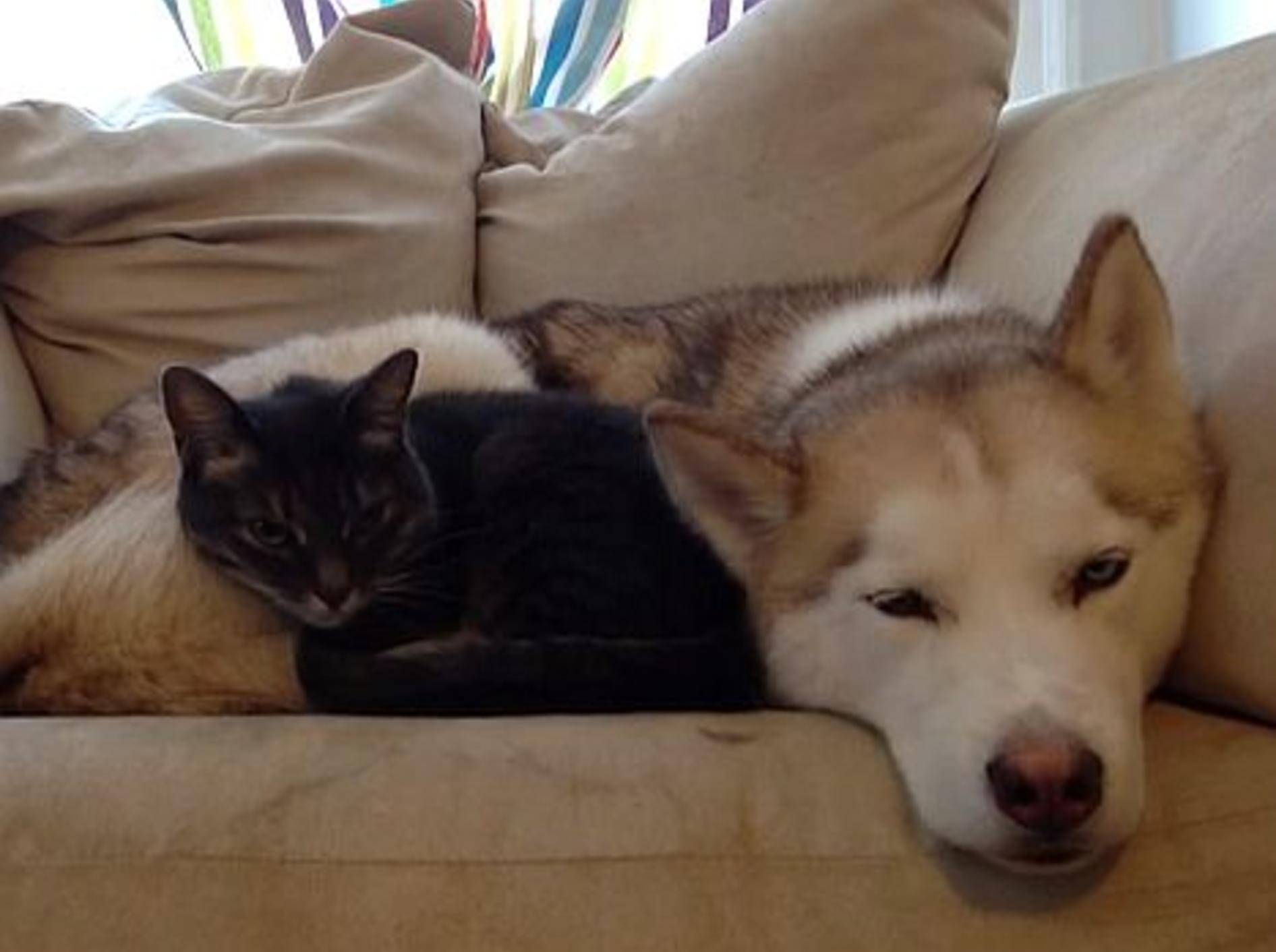 Ein tierisch süßes Katzenbett! – Bild: Youtube / ElmCityKed