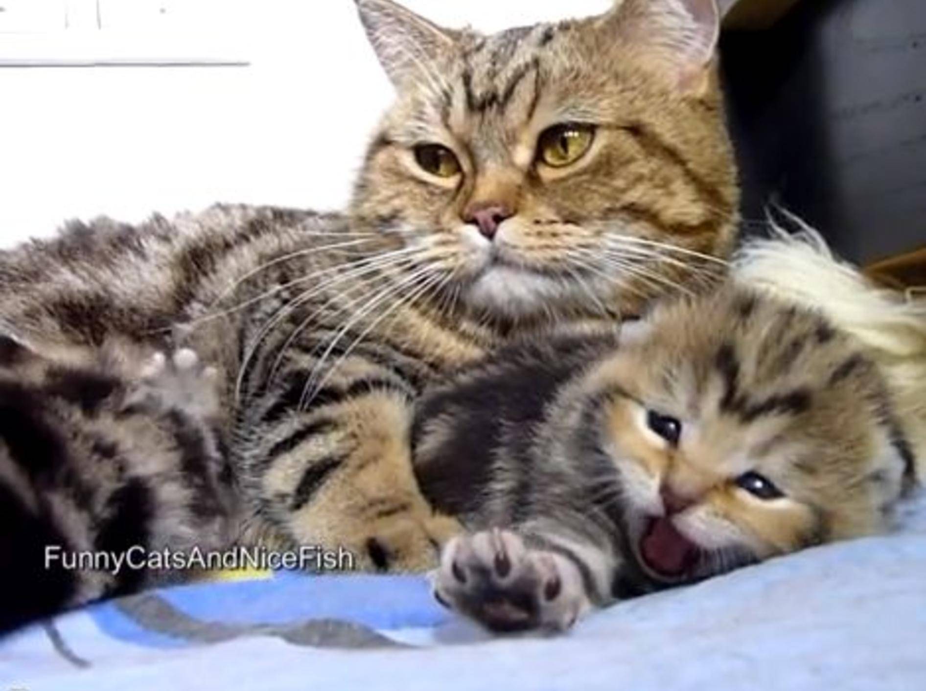 Kleines Wett-Gähnen unter Katzen – Bild: Youtube / Funnycatsandnicefish