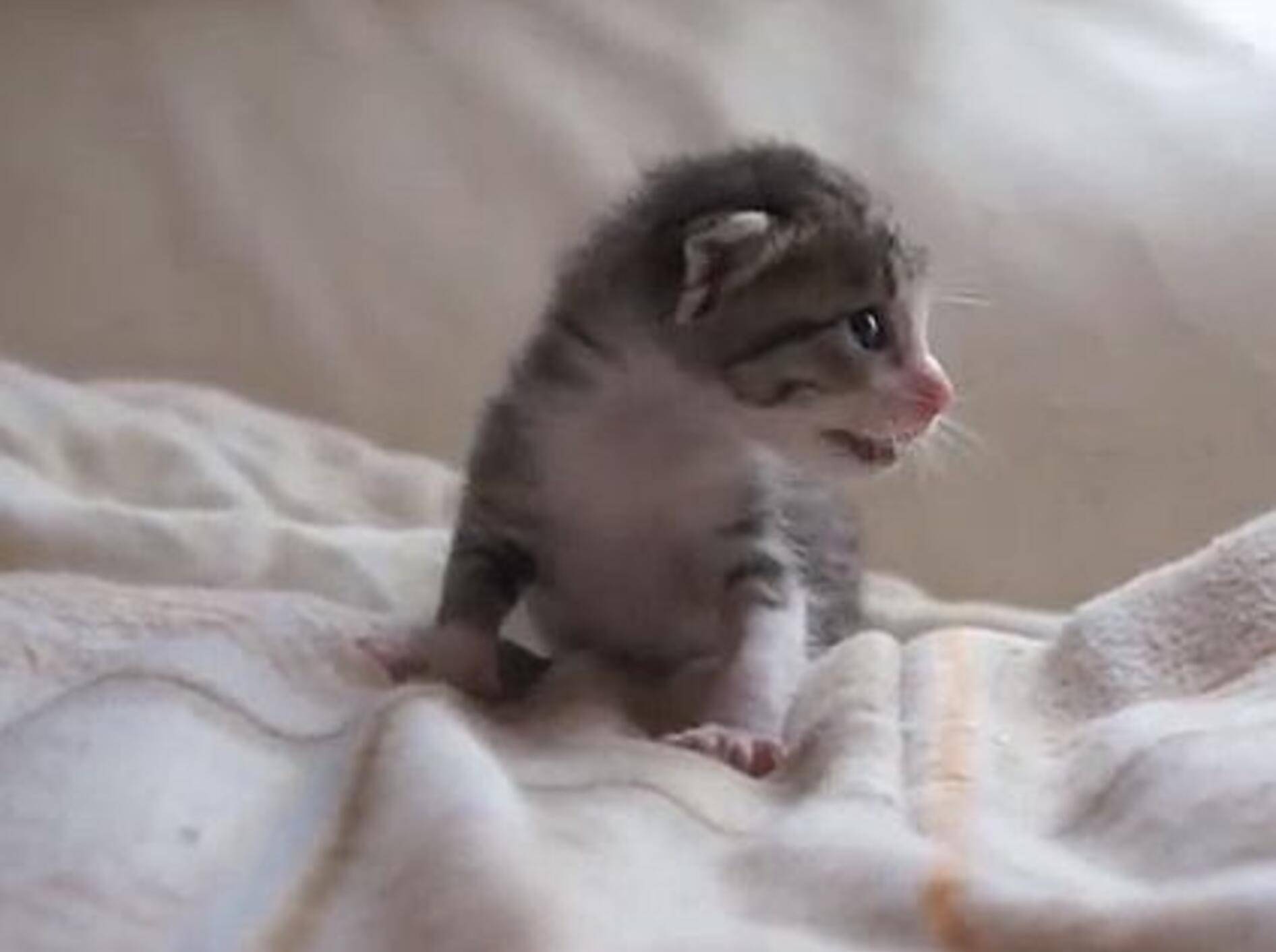 Waisenkatze Ohagi: Wie alles begann – Bild: Youtube / MAKO0MAKO0