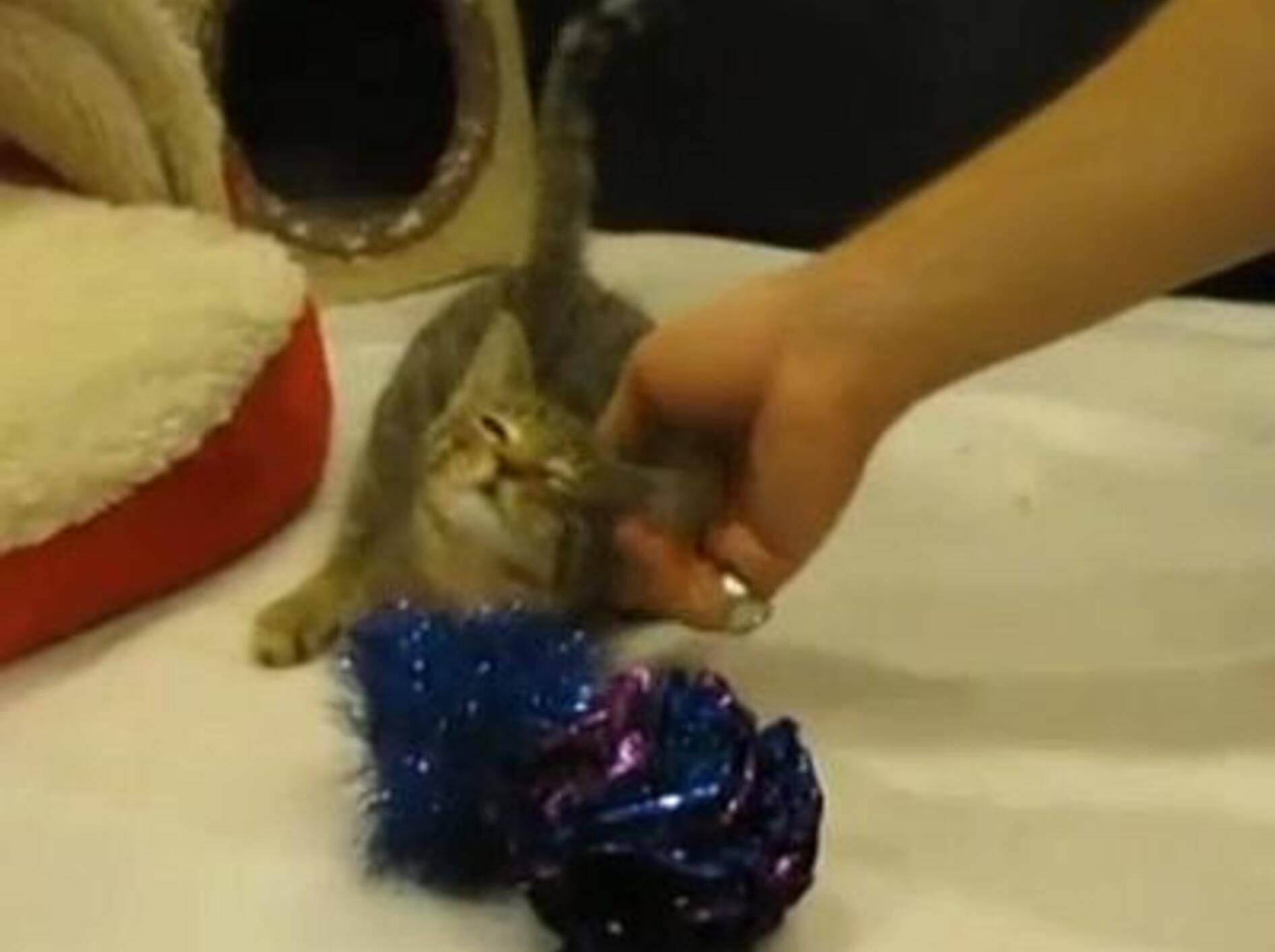 Waisenkätzchen Mercury: Glücklich mit zwei Beinen – Bild: Myvideo / zoomin