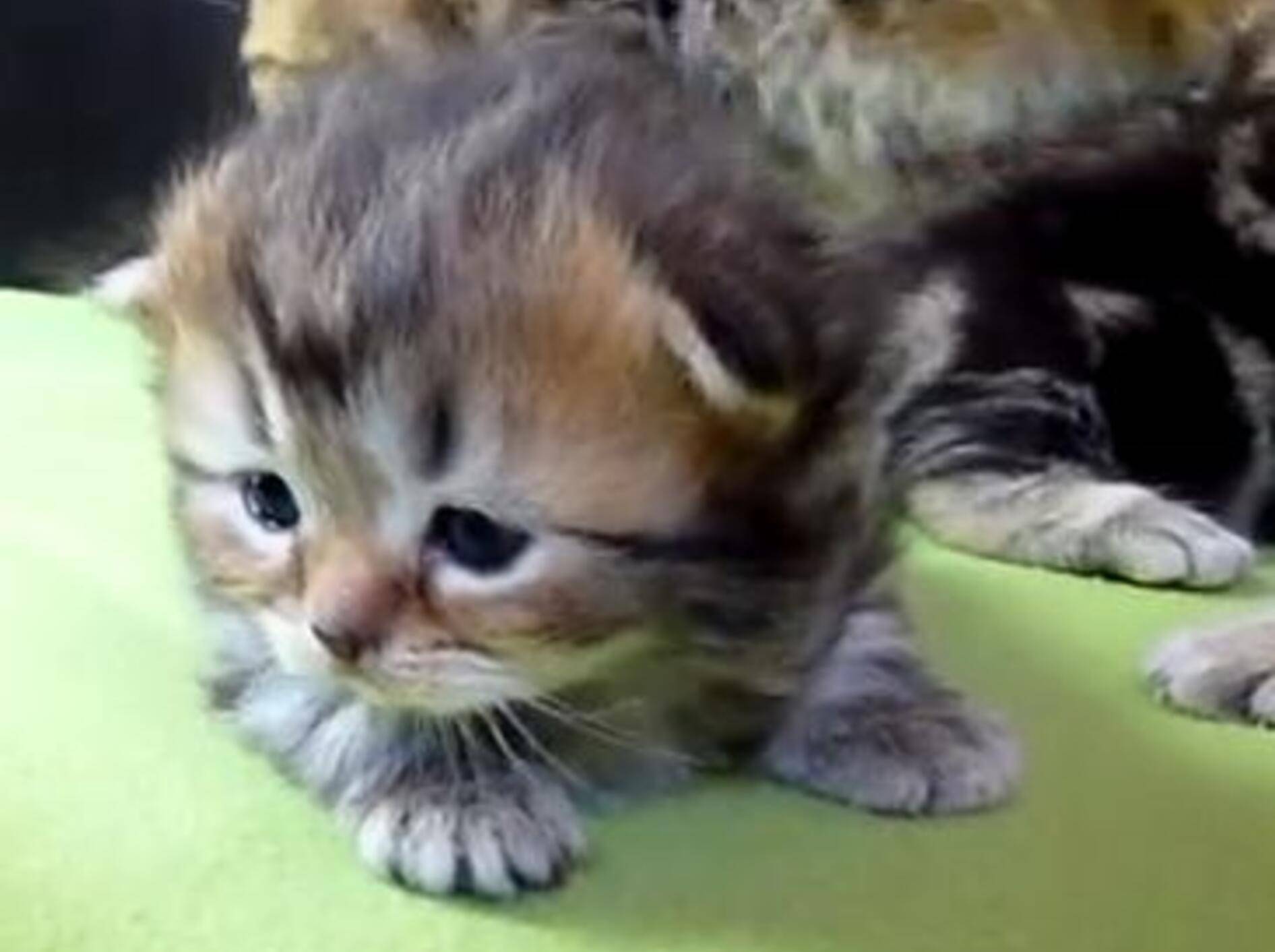 Willkommen auf der Welt, kleine Panda! –Bild: Youtube / Funnycatsandnicefish