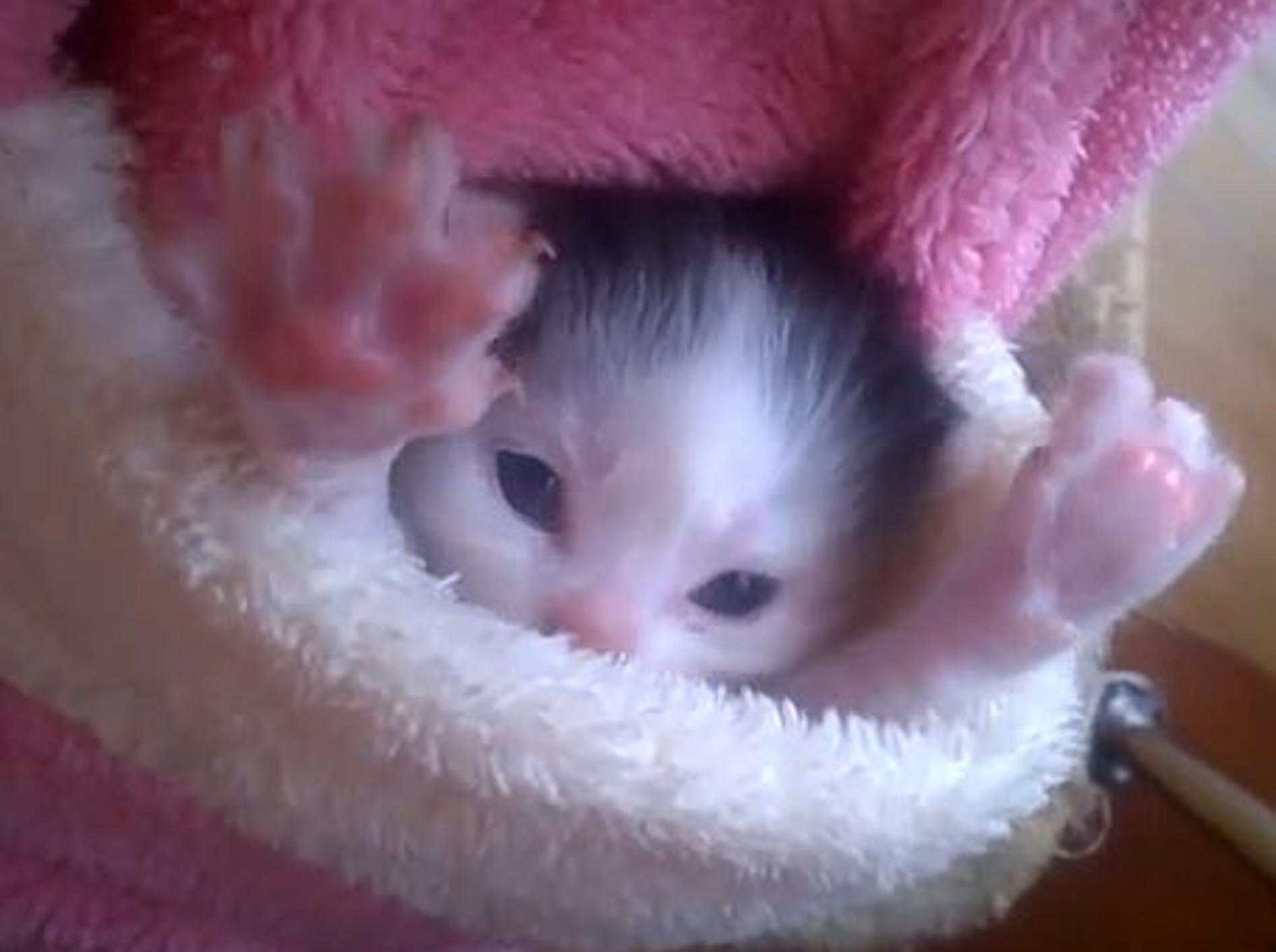 Mini-Kätzchen in der Tasche – Bild: Youtube / ***FunnyBabies&CutePets ***