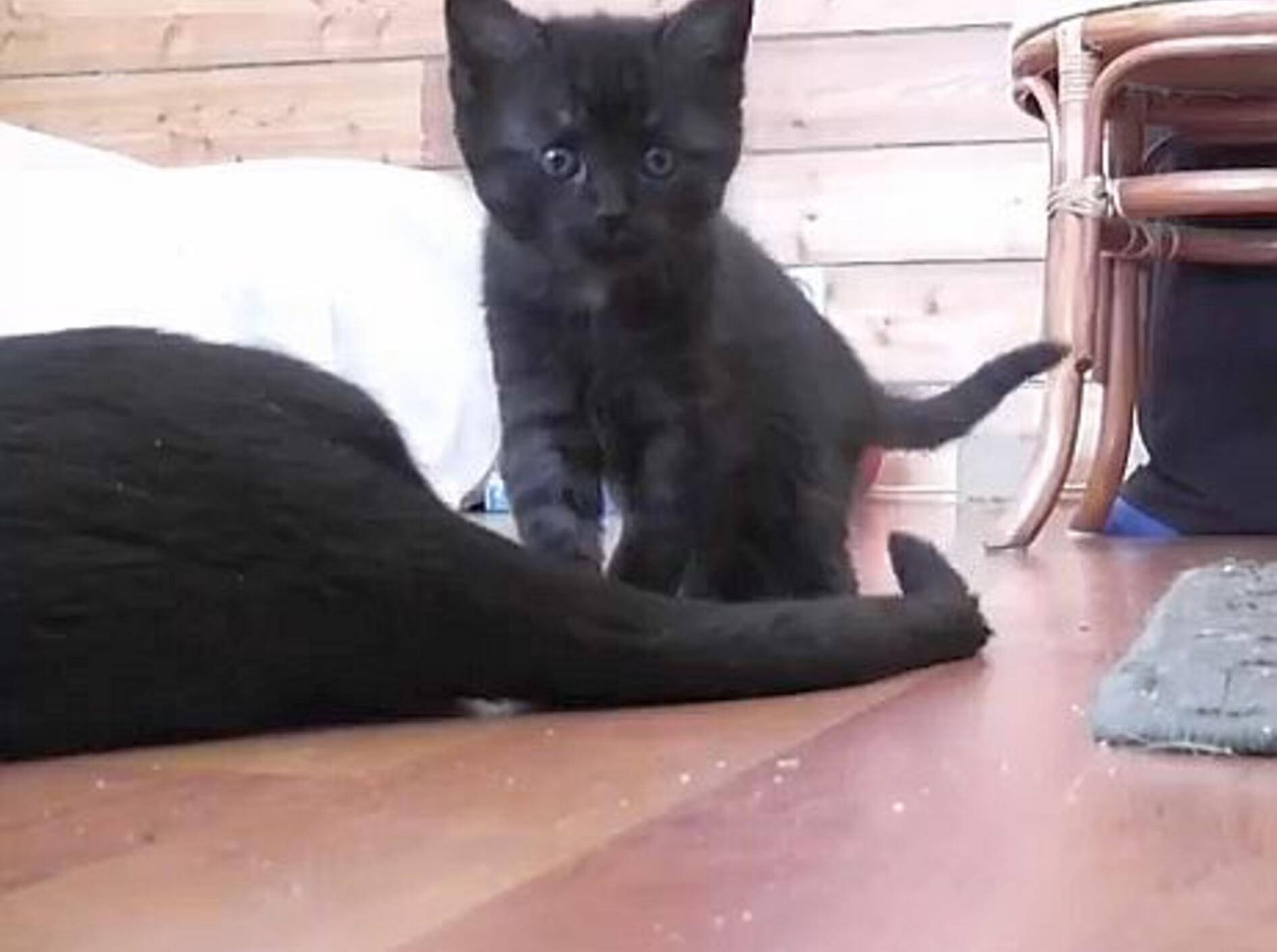 Supersüß: Katzenbabys zeigen ihr Lieblingsspielzeug! – Bild: Youtube / DrNworb