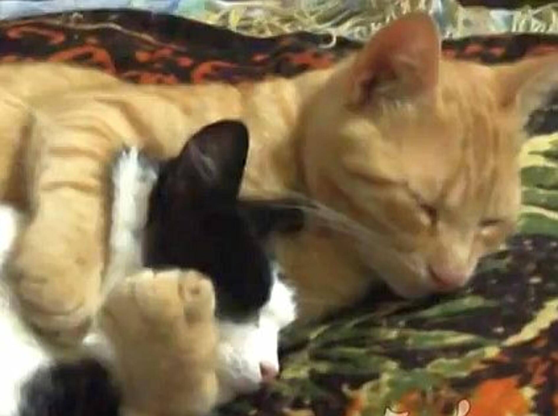 Zeit für eine riesige Kuschelkatzen-Umarmung – Bild: Youtube / ignoramusky