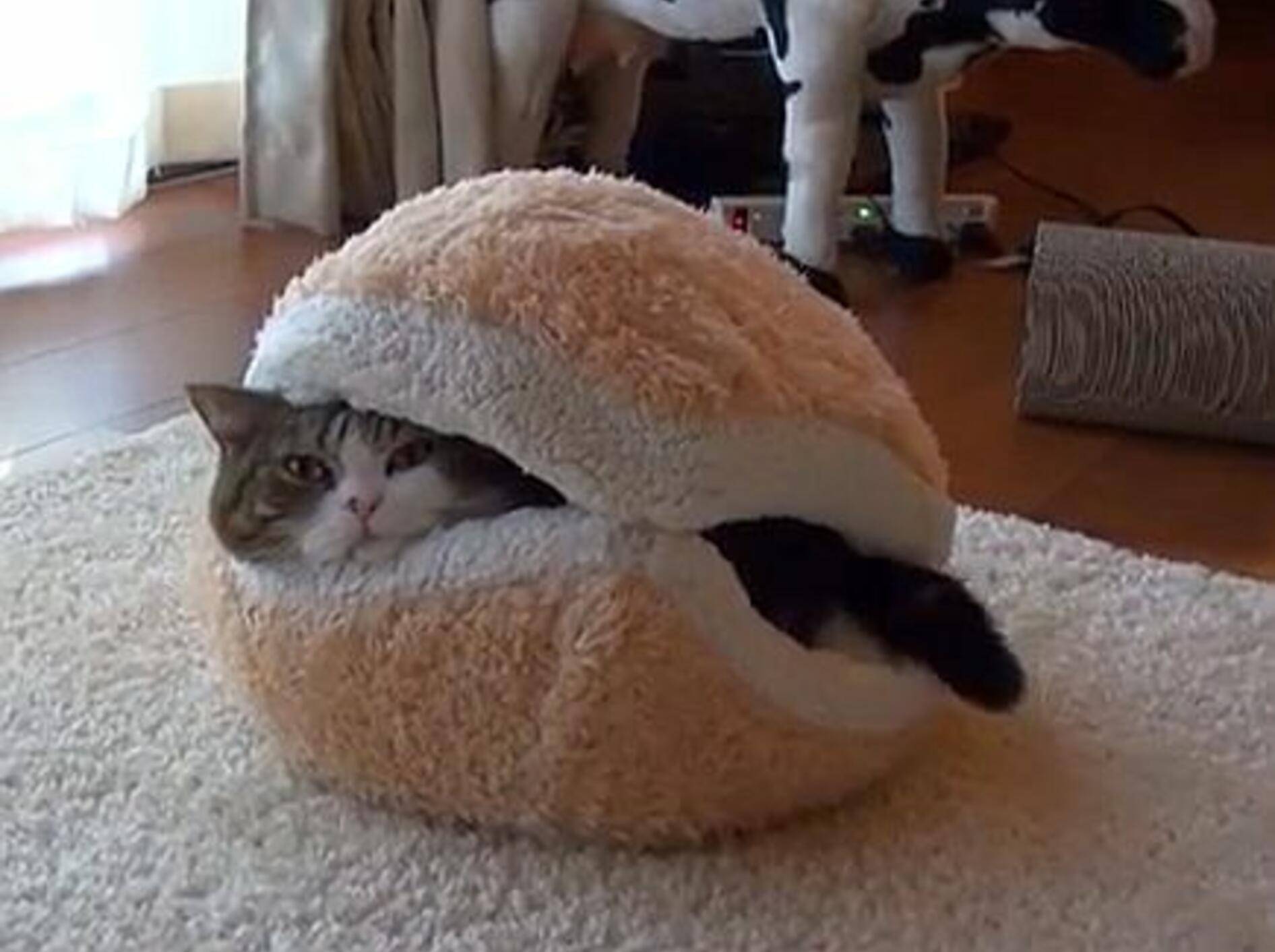 Maru und Hana auf neuen Abenteuern – Bild: Youtube / mugumogu