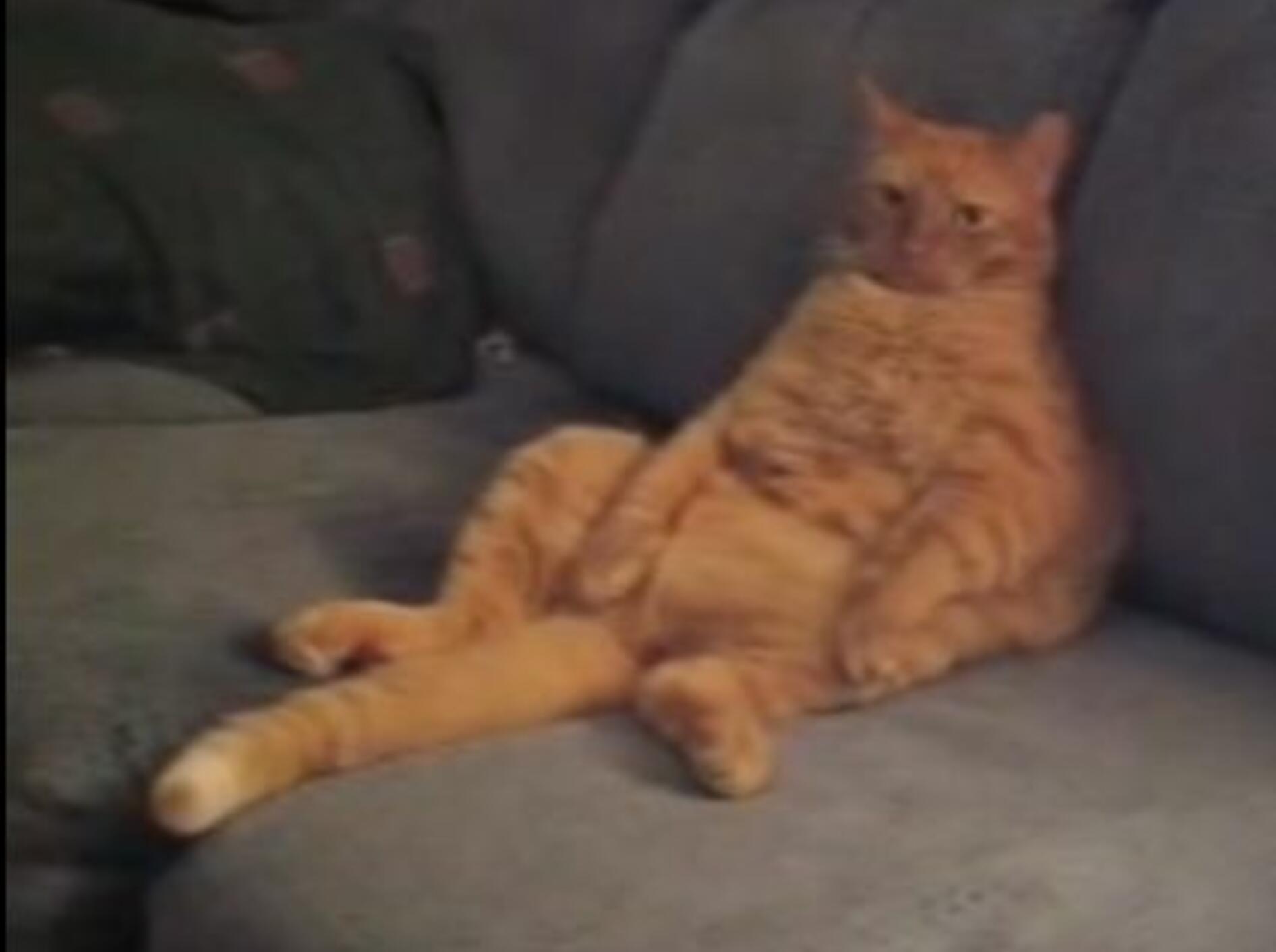 Nanu, ist das etwa der echte Garfield? – Bild: Youtube / pandinha / 2006 Sara Flesch