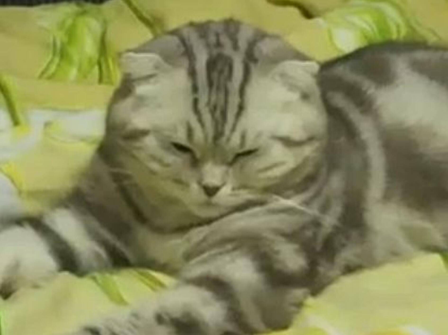 Süßer Kater braucht dringend ein Päuschen – Bild: Myvideo / Tommy08k