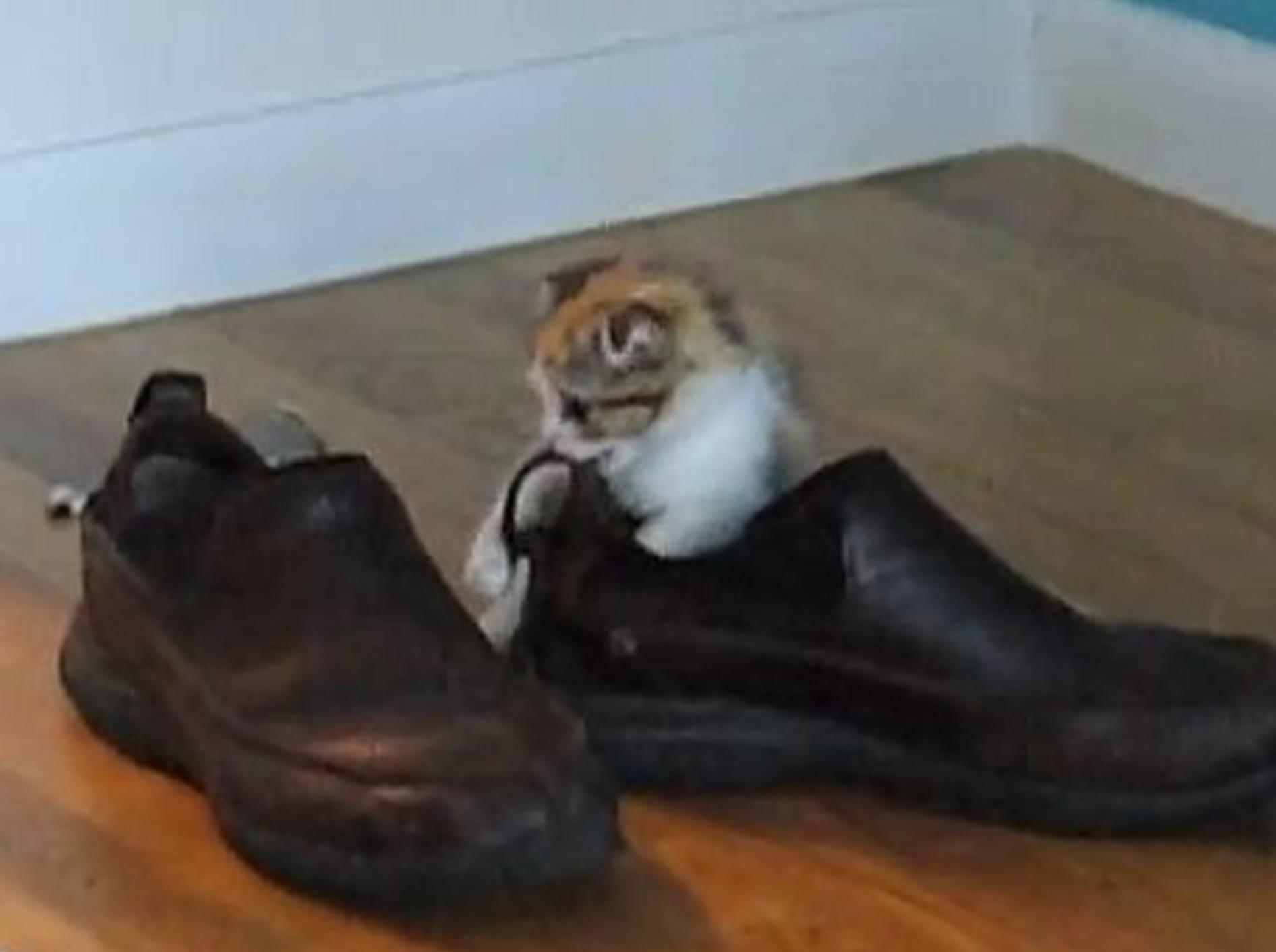 Scottish-Fold-Kätzchen: "Ich liebe Schuhe!!!" – Bild: Youtube / avphibes
